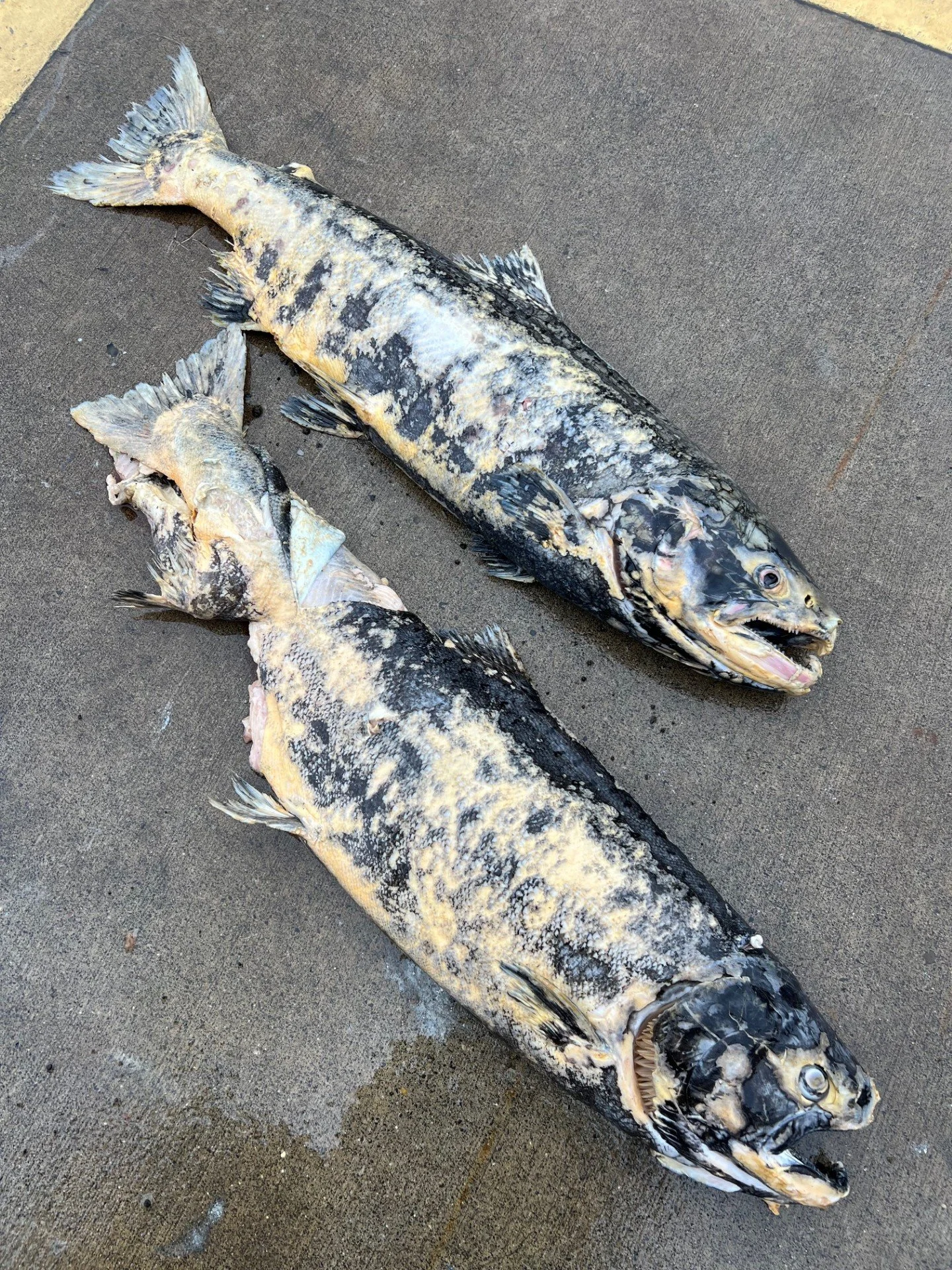 Chinook found by Nell McGuan in eastern WA