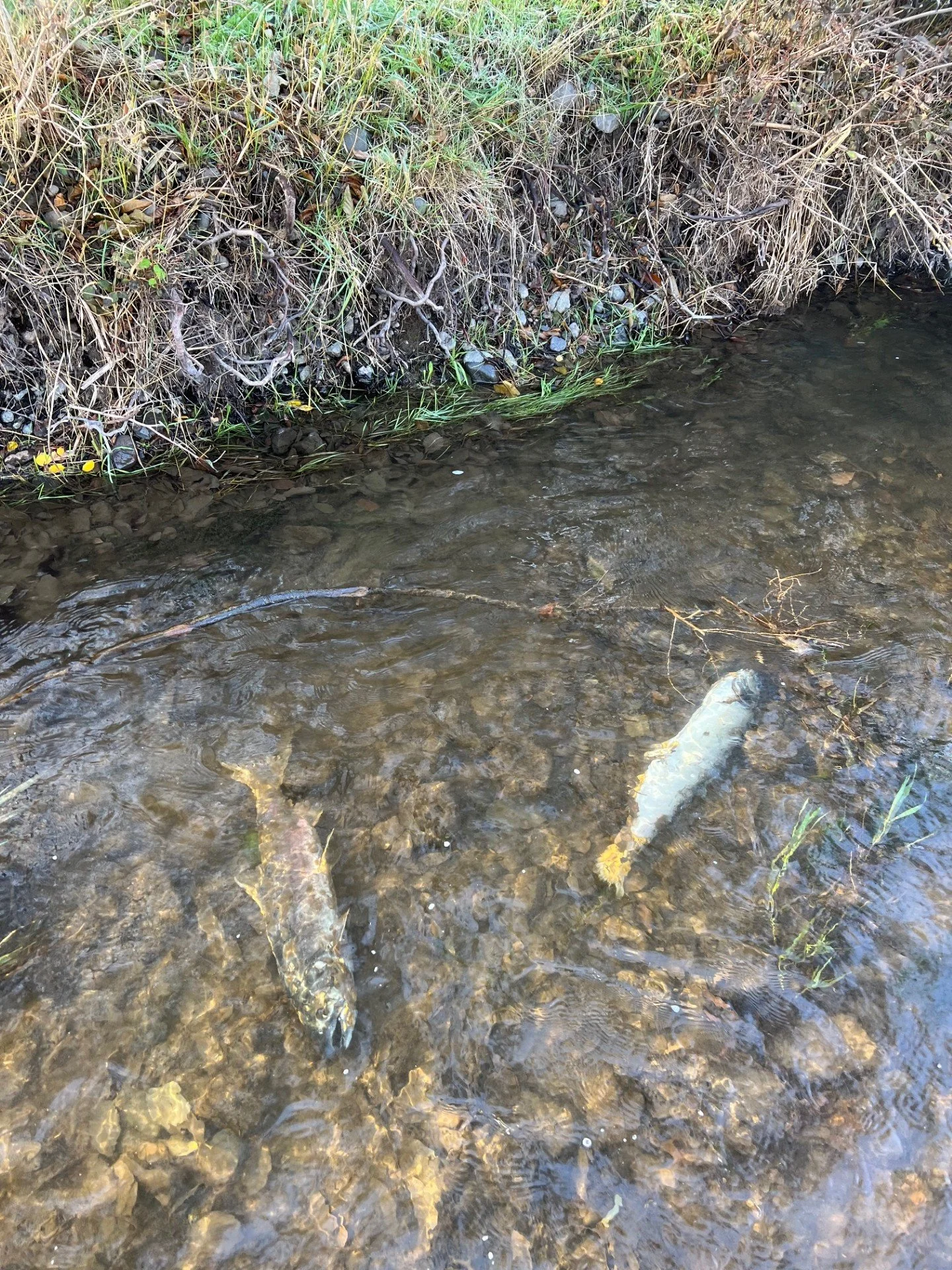 Chinook found by Nell McGuan in eastern WA