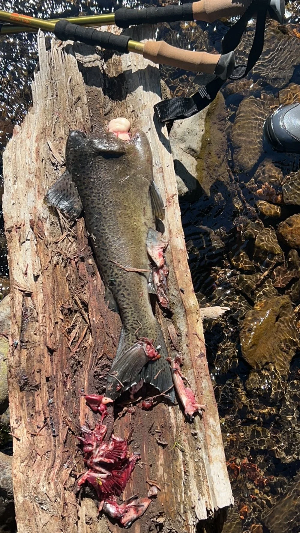 Bears at work on spring Chinook Salmon in the Wenaha River photo credits: Wenaha River Dawgs