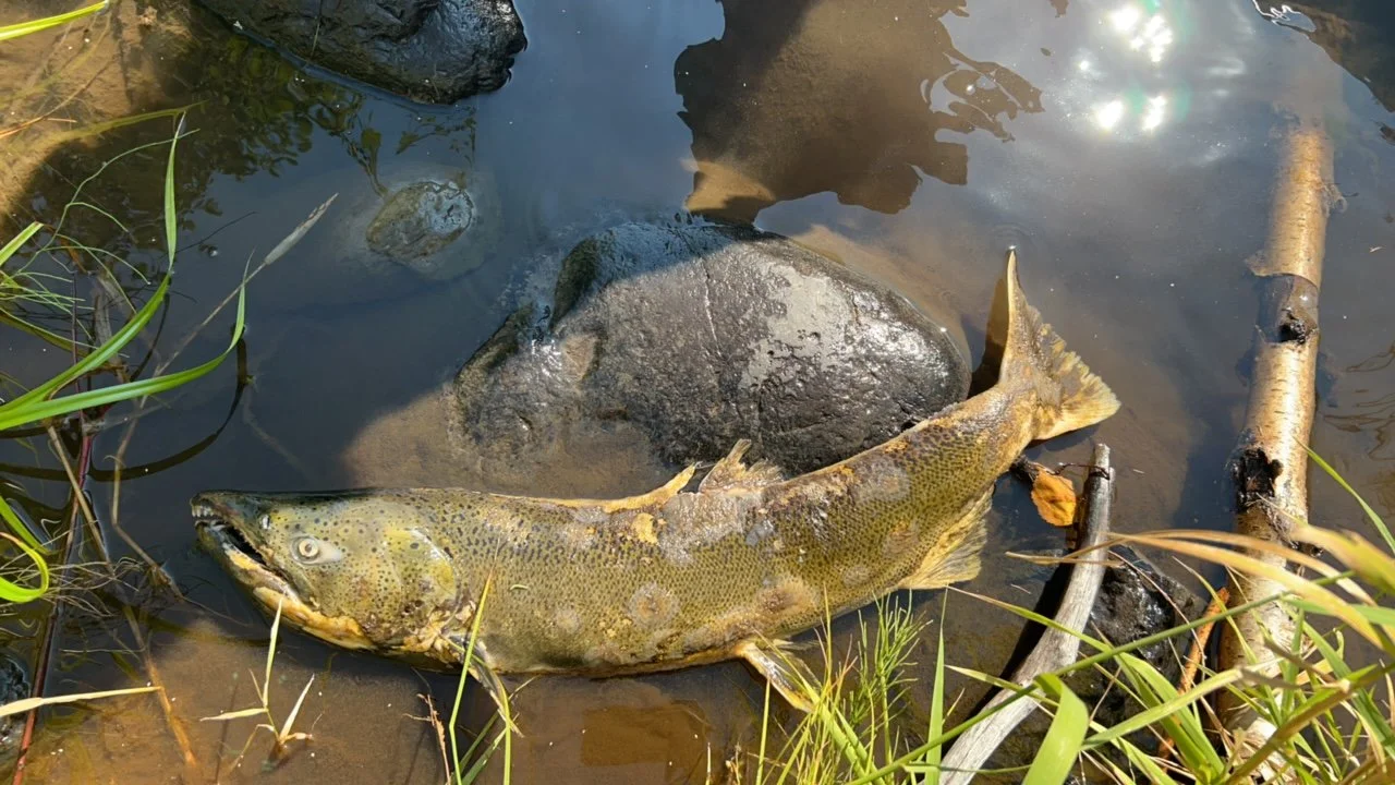 Carcasses from Wenaha River spawning grounds surveys photo credits: Wenaha River Dawgs