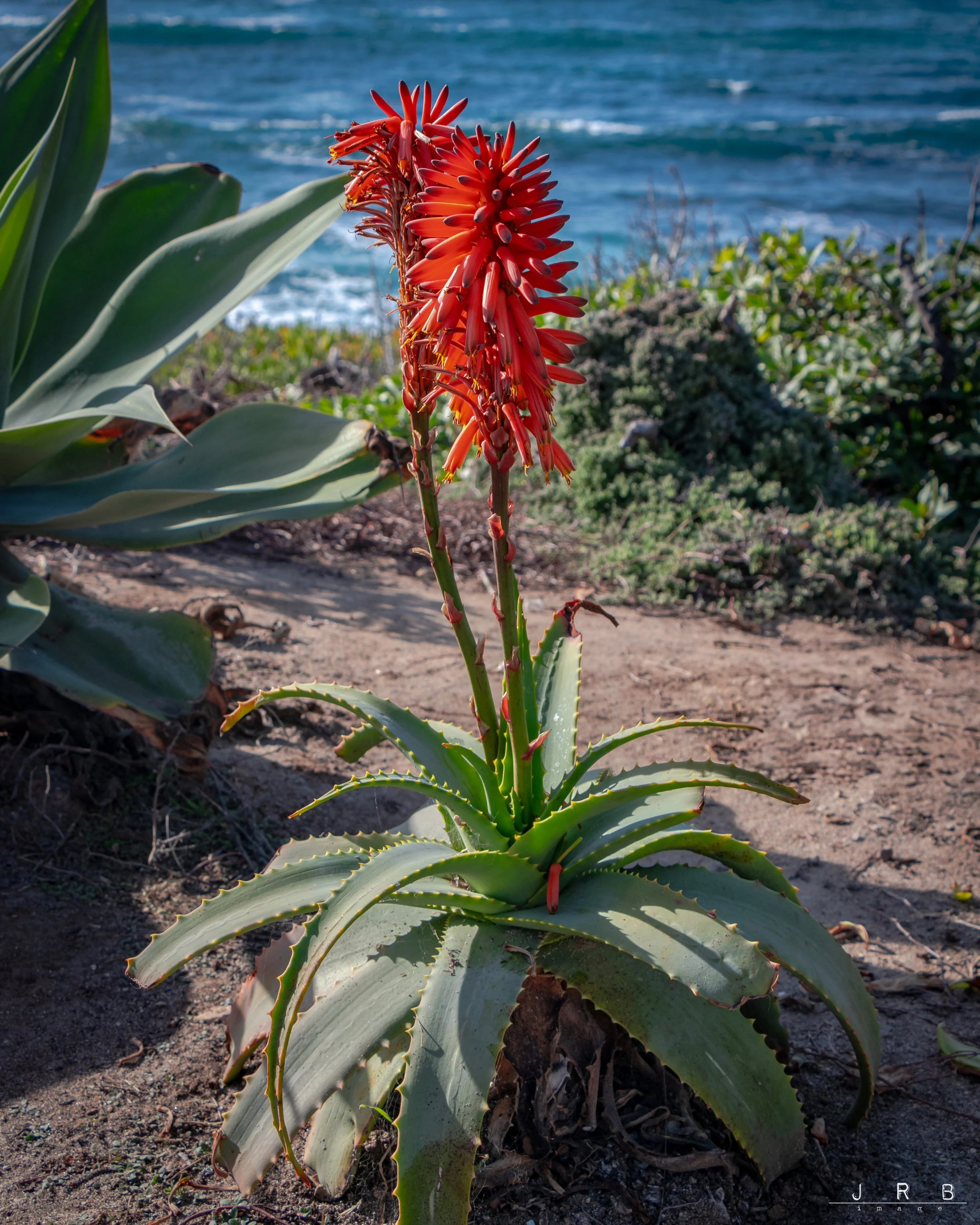 aloe