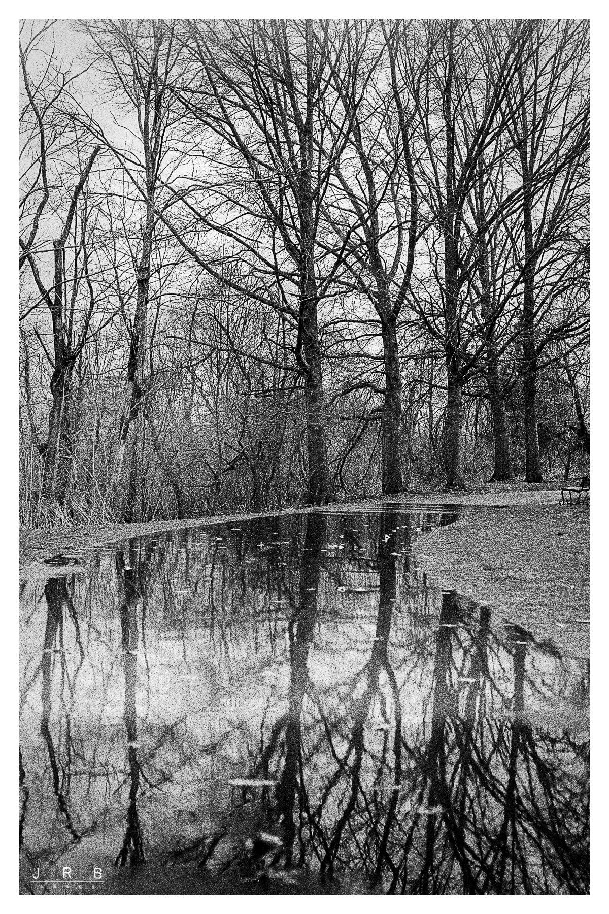 HP5_TREES_4x6.jpg