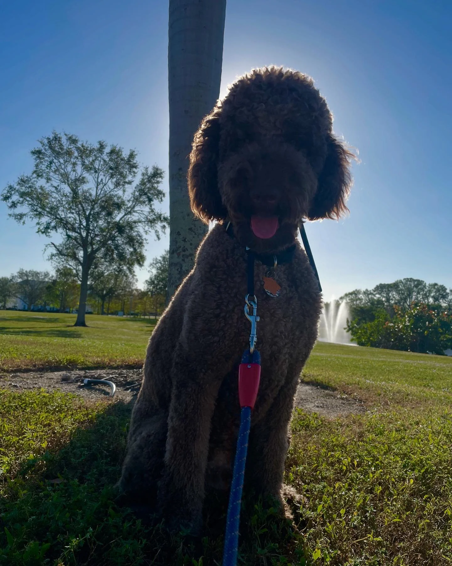 TGIF! We woke up to a crispy Florida fall morning. We took an hour long walk around Payne Park, our favorite! Lando got to attack the grass and make some dog friends. We climbed up the big hill because he likes to lay down and people watch. It was so