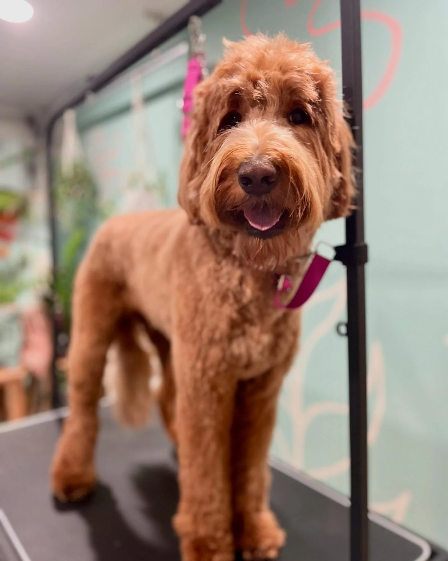 Hello Walter and welcome to The Paw Spa! 🩵🩵
He&rsquo;s a big gingerbread boy! Mom and dad do a great job brushing him so we got a cute fluffy cut today! Perfect and snuggly for the holidays! I love using the coconut conditioner not only for de-shed