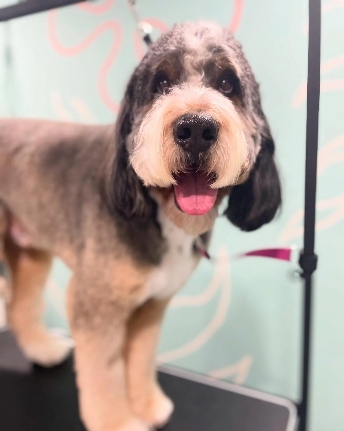 Bohdi the golden bernadoodle! He&rsquo;s a gentle and gigantic giant. After a few deep washes and a very hairy blowout, he was the softest boy ever!
.
.
.
.
.
#bernadoodlesofinstagram #goldenbernadoodle #thepawspa #doggrooming #doggroomer #doggroomin