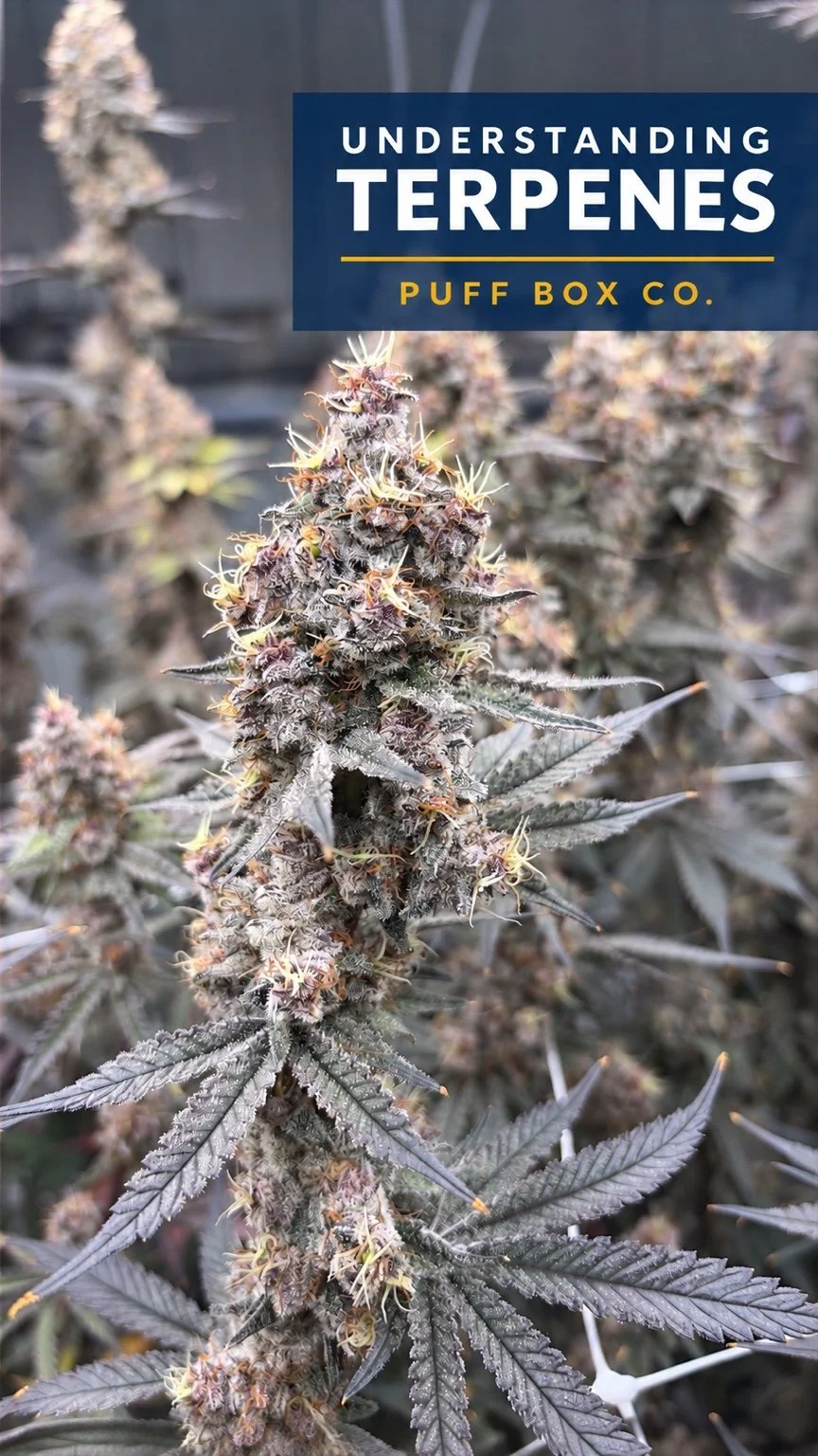 Understanding Terpenes: Why Cannabis Is More Than Just THC
