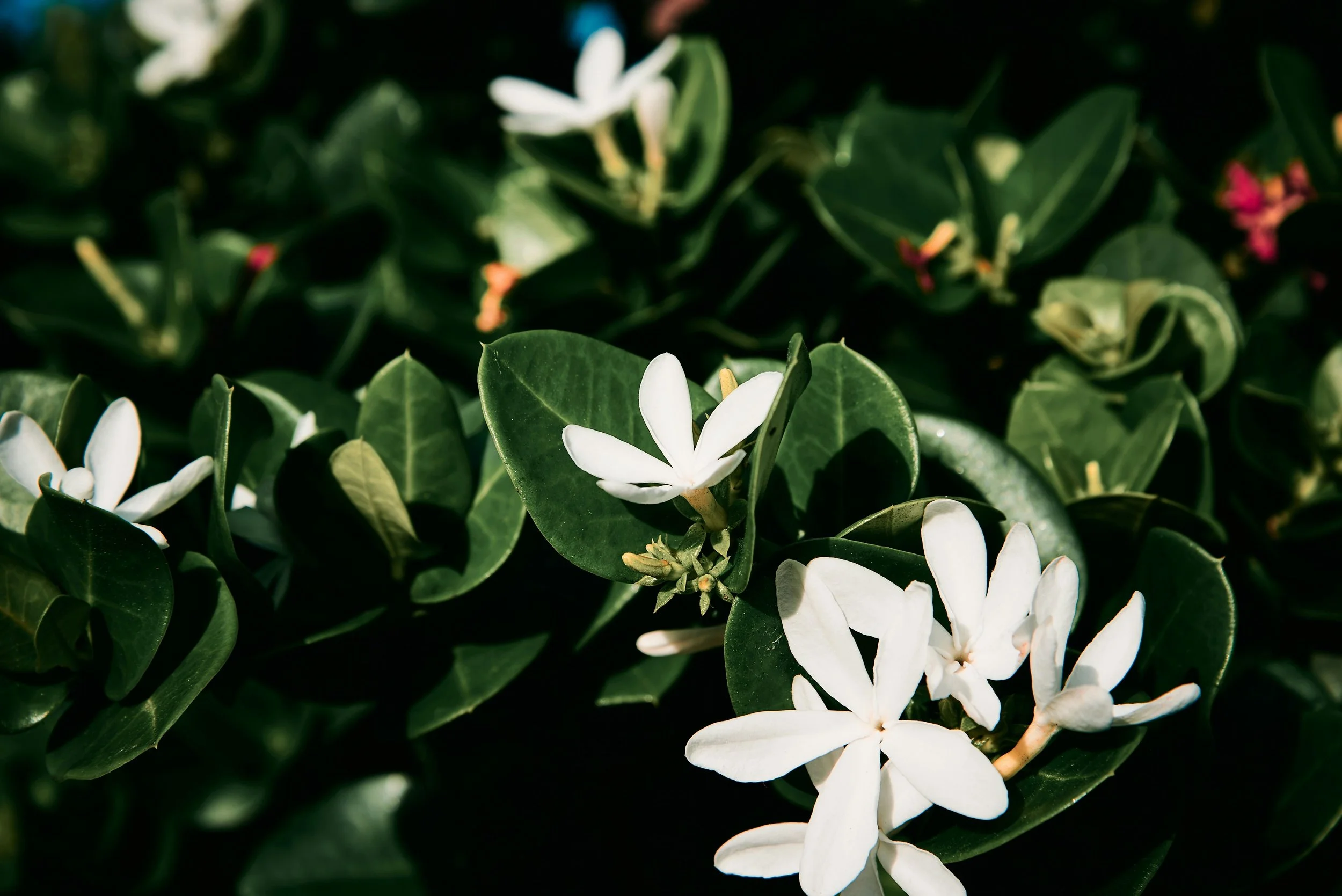 christian-lambert-GngwzoOYJFk-unsplash.jpg