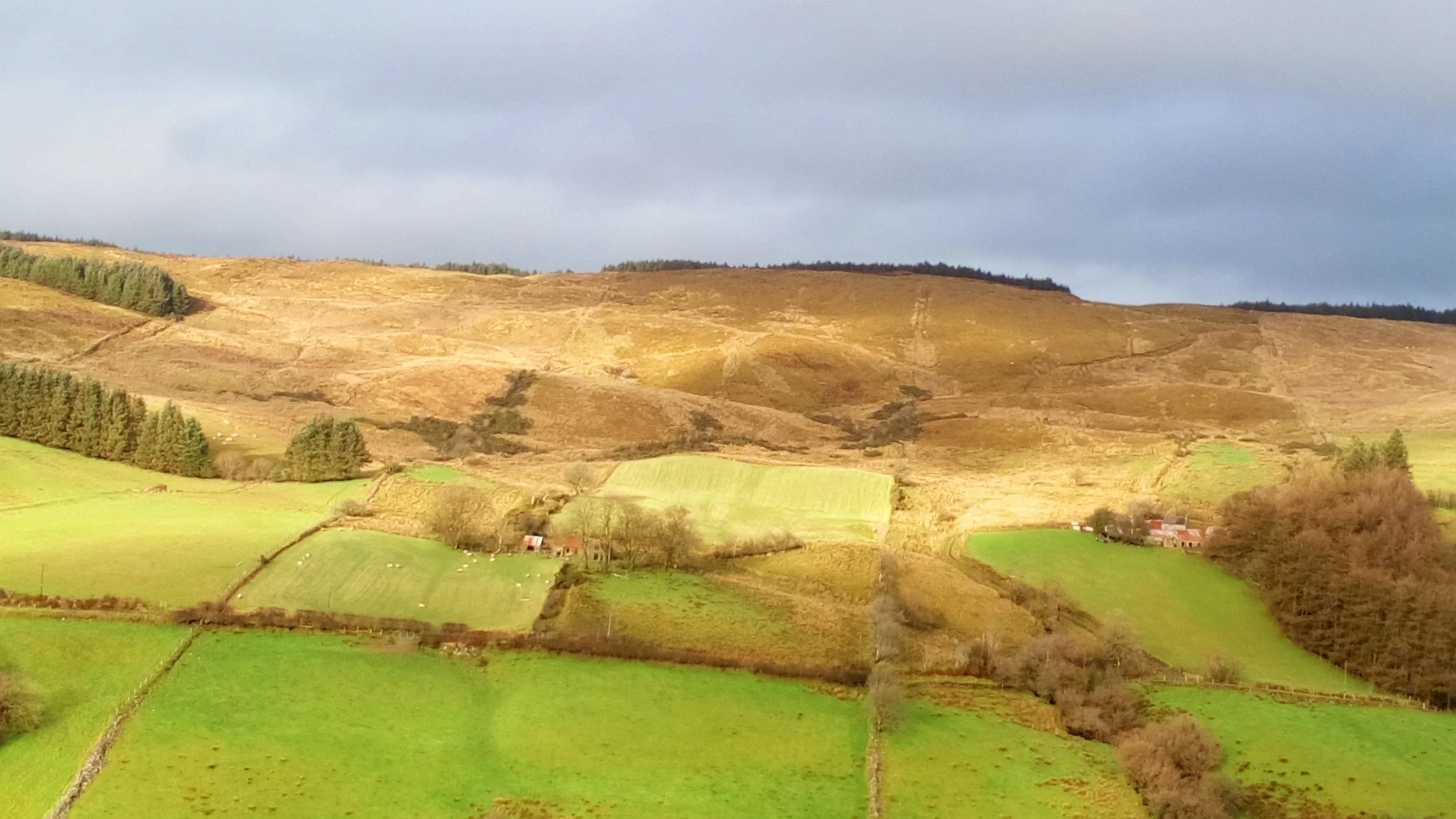 DSC_0655 Golden Hues.JPG