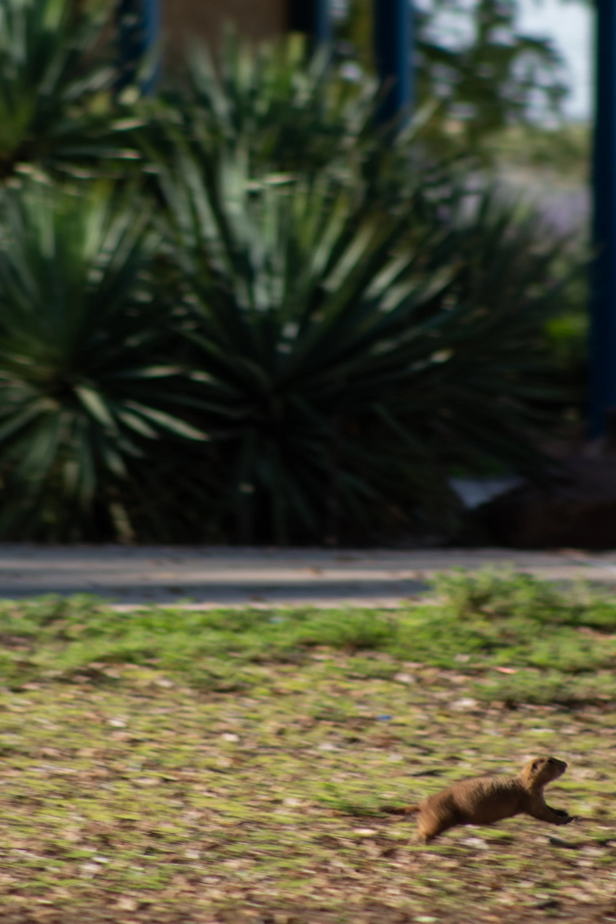 Edson, Julia-0867.JPG