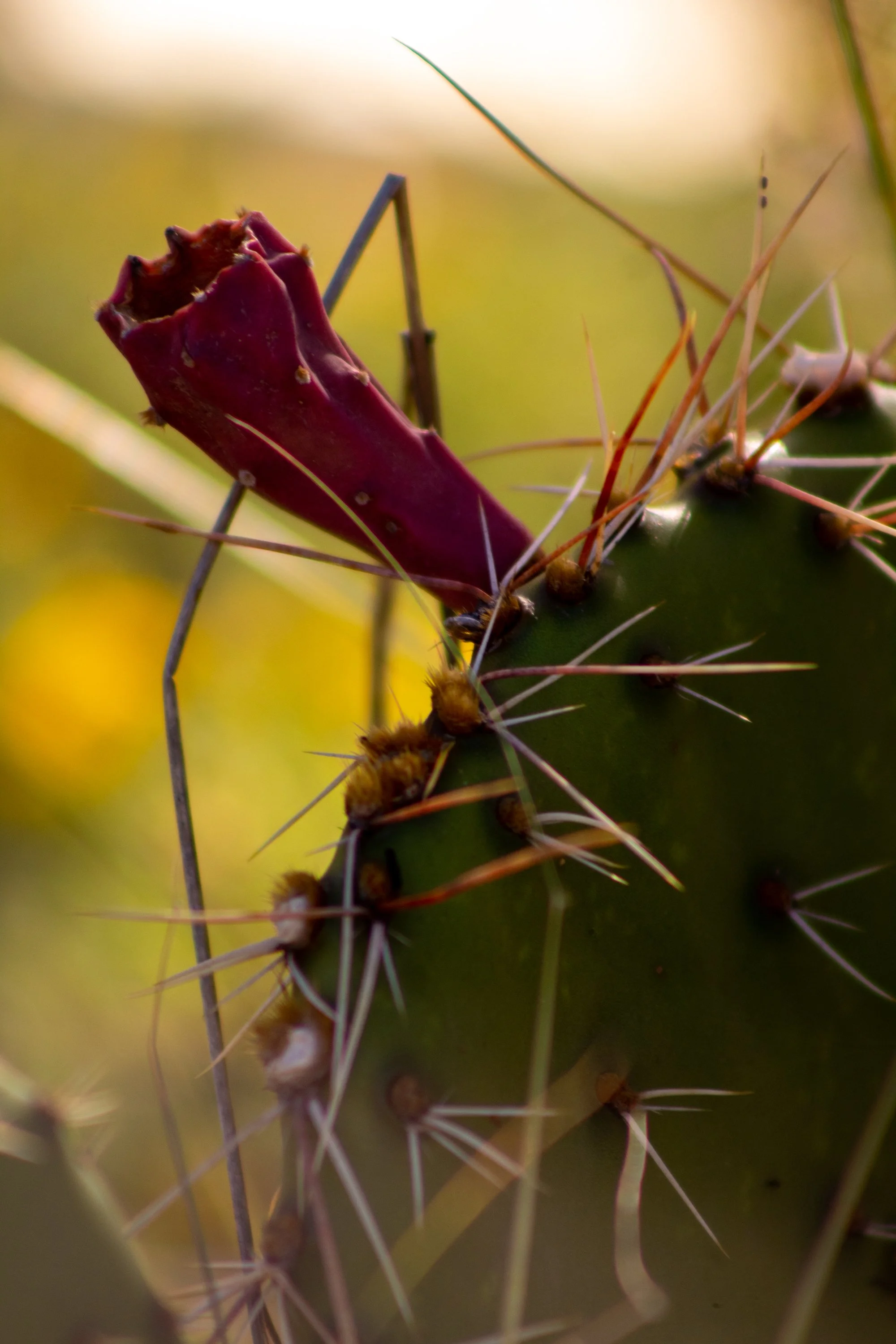 Edson, Julia-1249.JPG