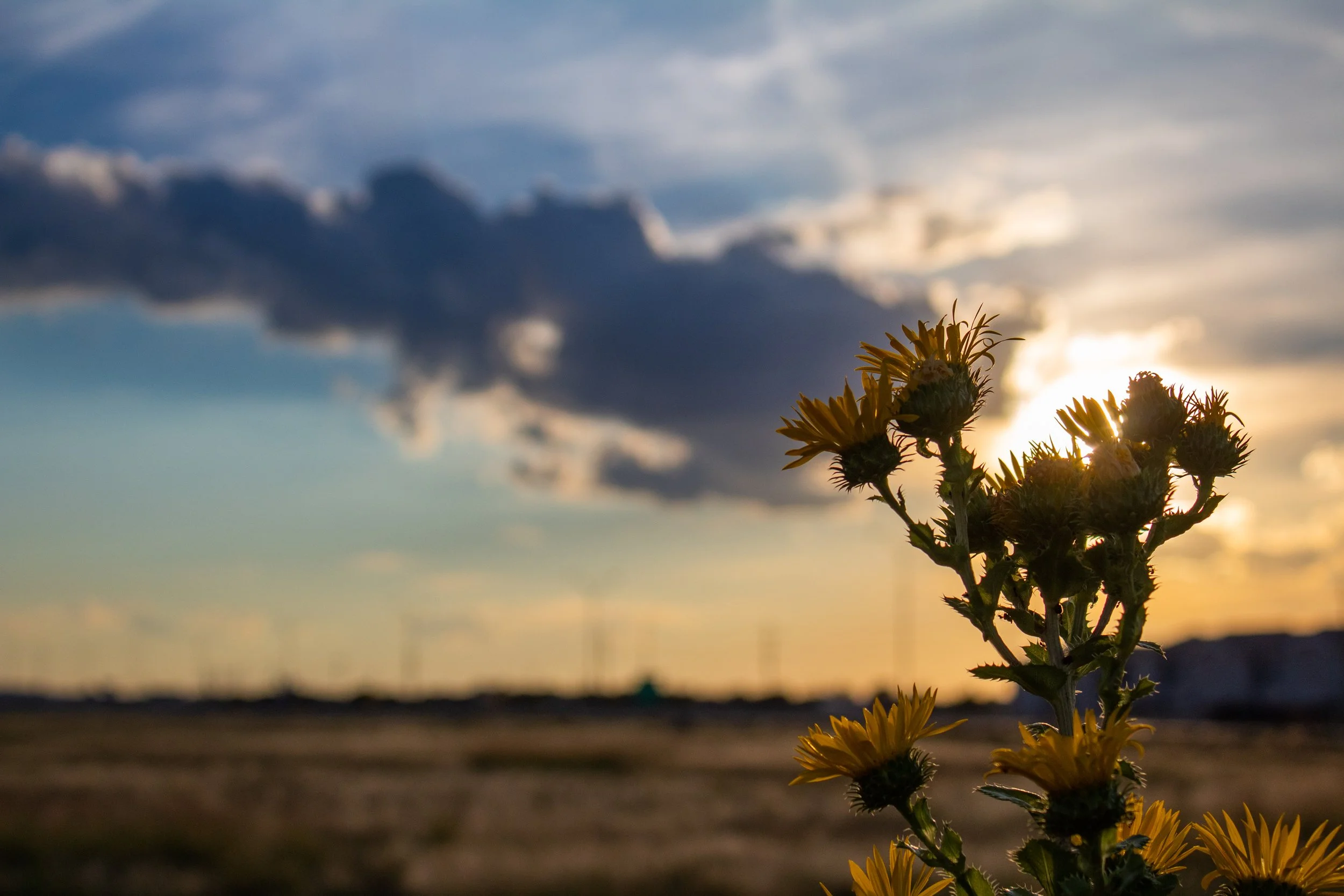 Edson, Julia-1152.JPG