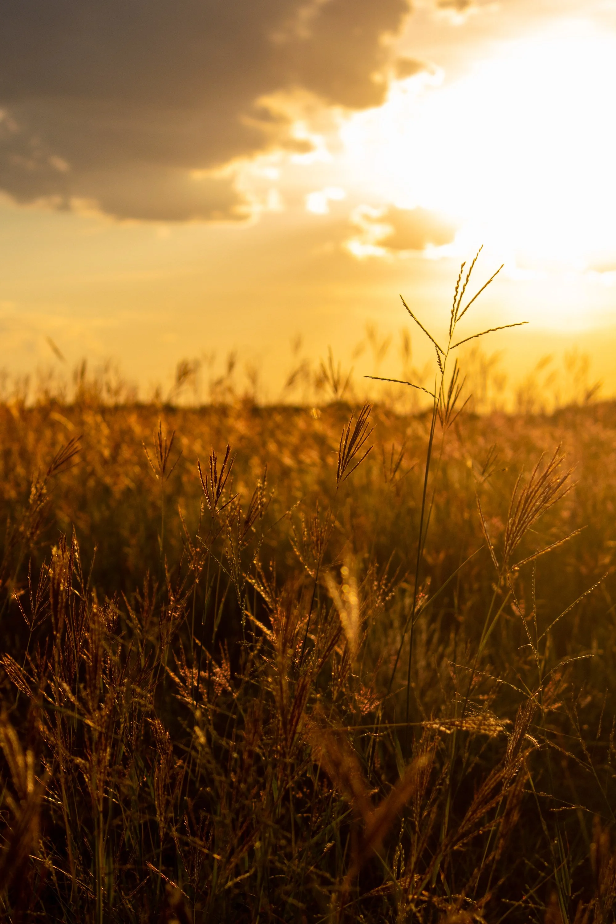 0_Edson, Julia-1160.JPG