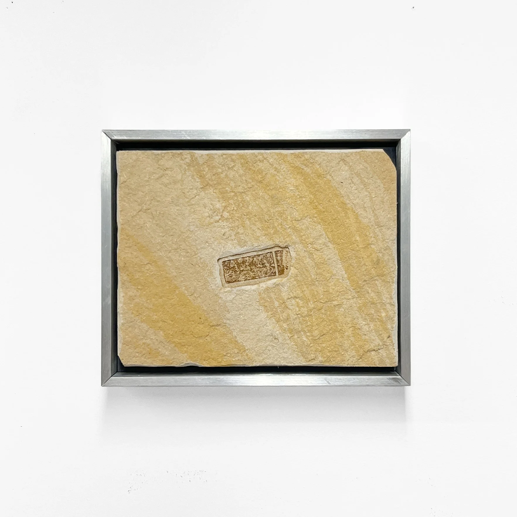 Cigarettus marlboroii var. aurea.jpg