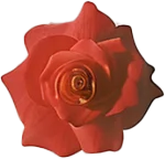 microrose.png