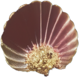 pinkaishell.png