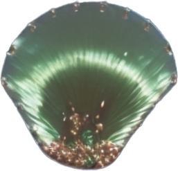 greenshell.png