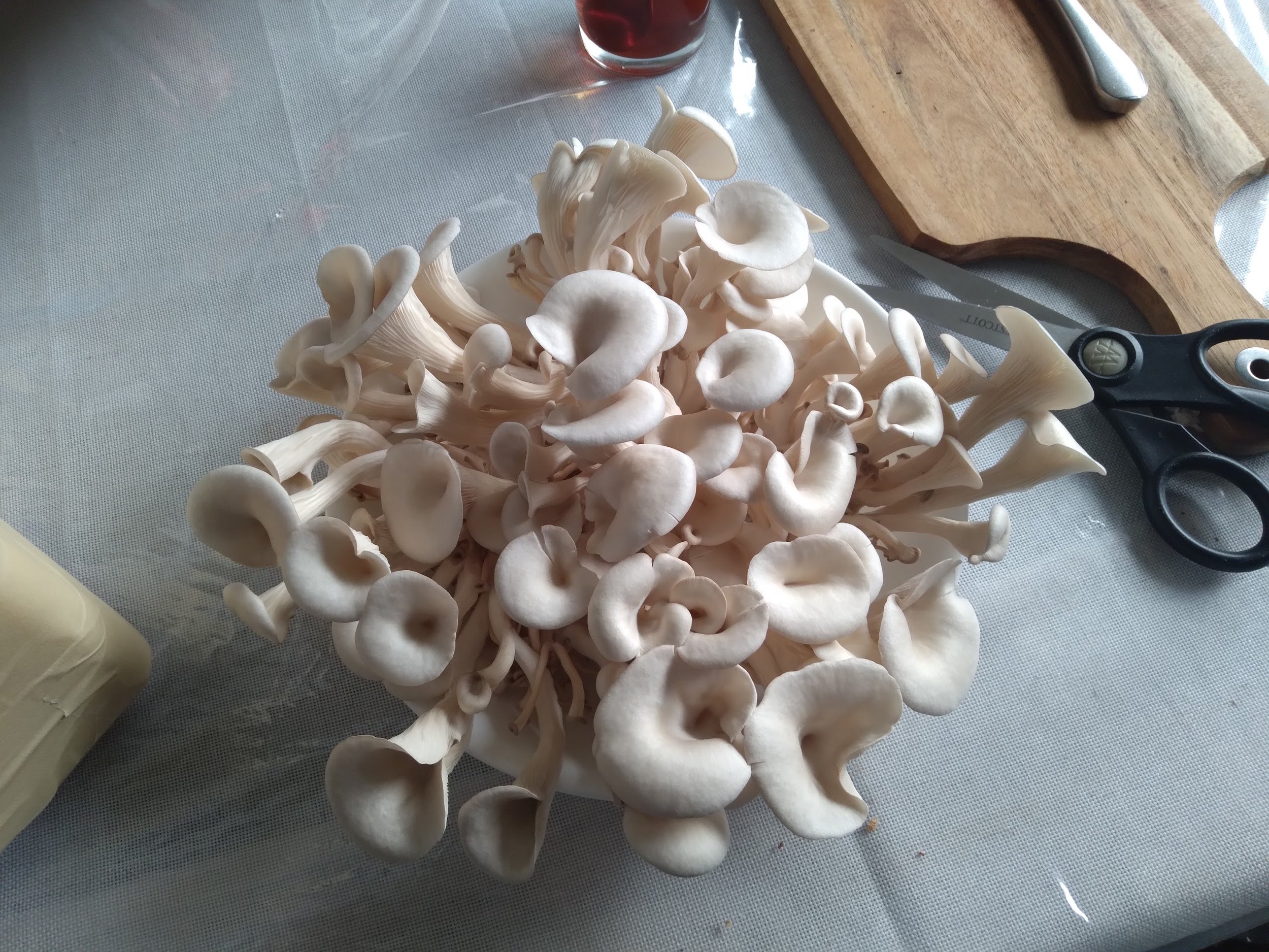 florida oyster.jpg