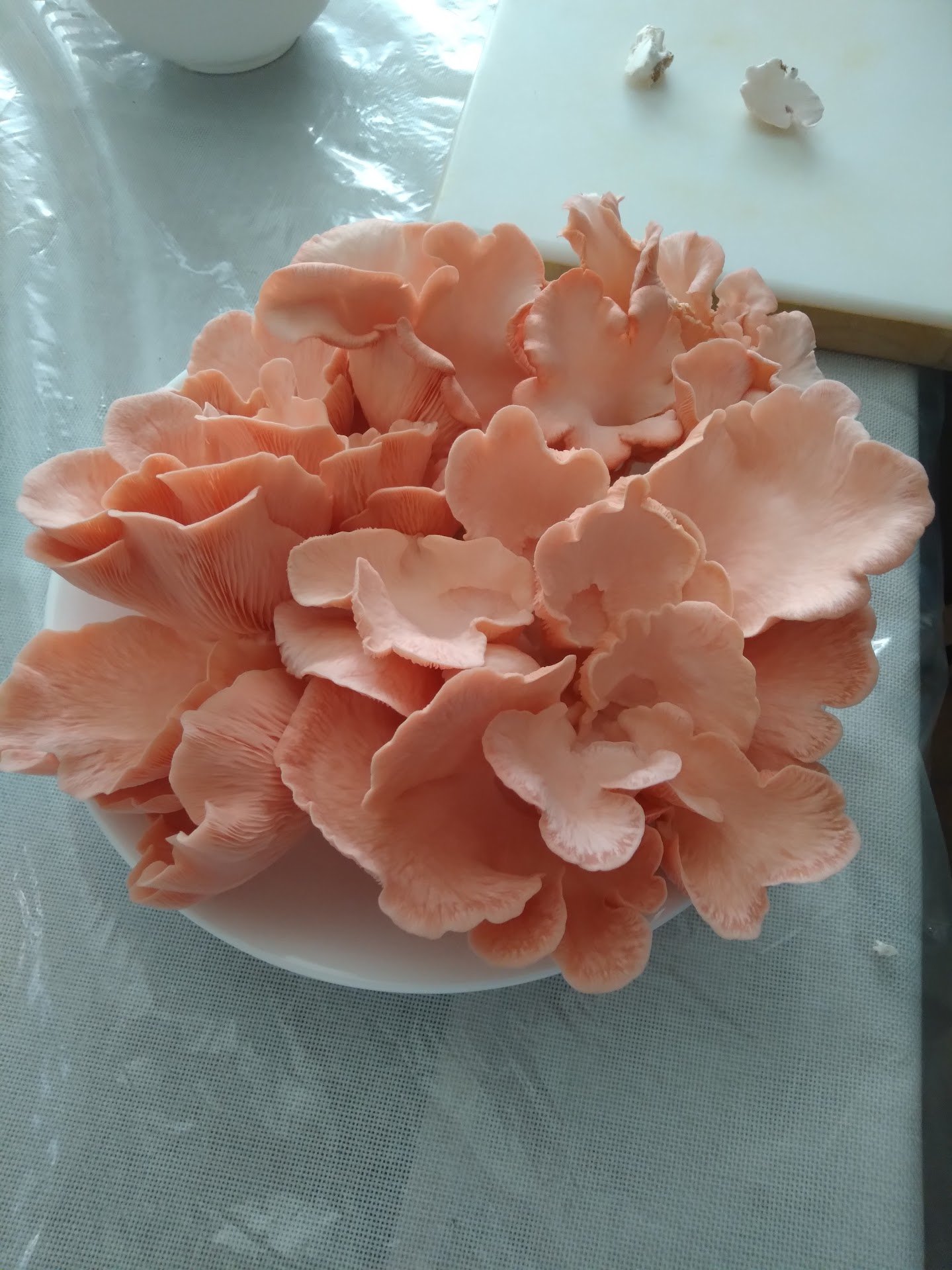 Pink Oyster 2.jpg