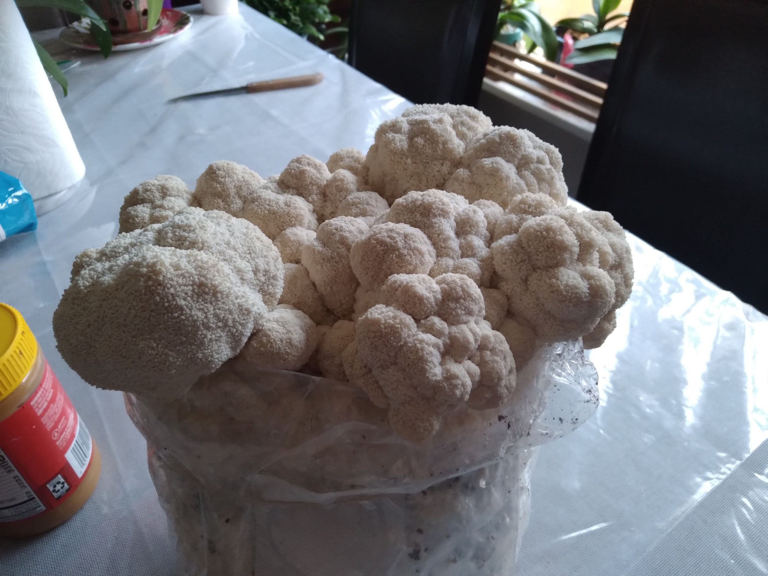 Lions Mane.jpg