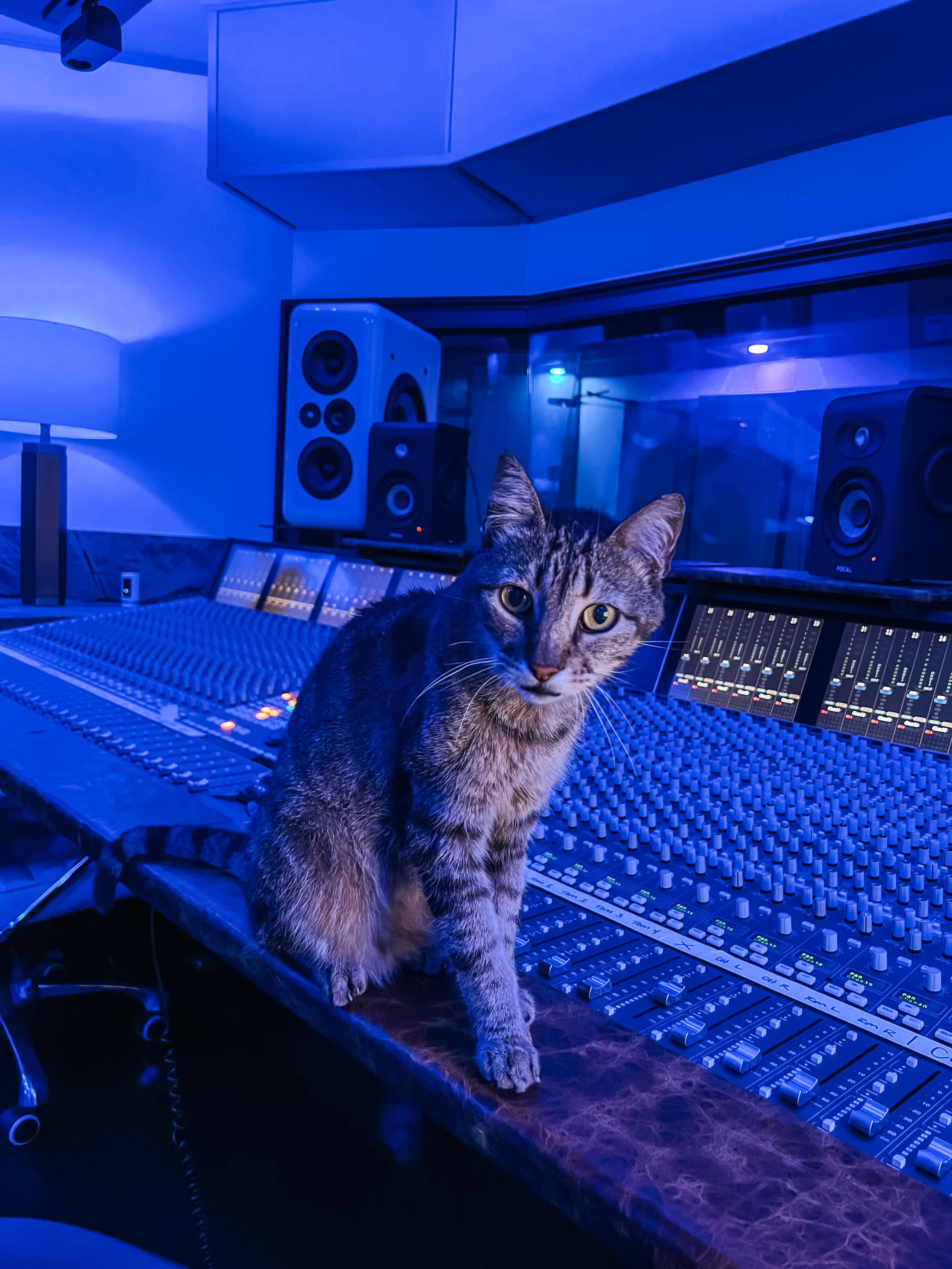 Jack the Studio Cat. She was one of our greatest blessings at Vanquish Studios. No matter who the client was, Jack made them feel like they were royalty and that they were in the greatest studio in the world. On Cold nights she would love to curl up 