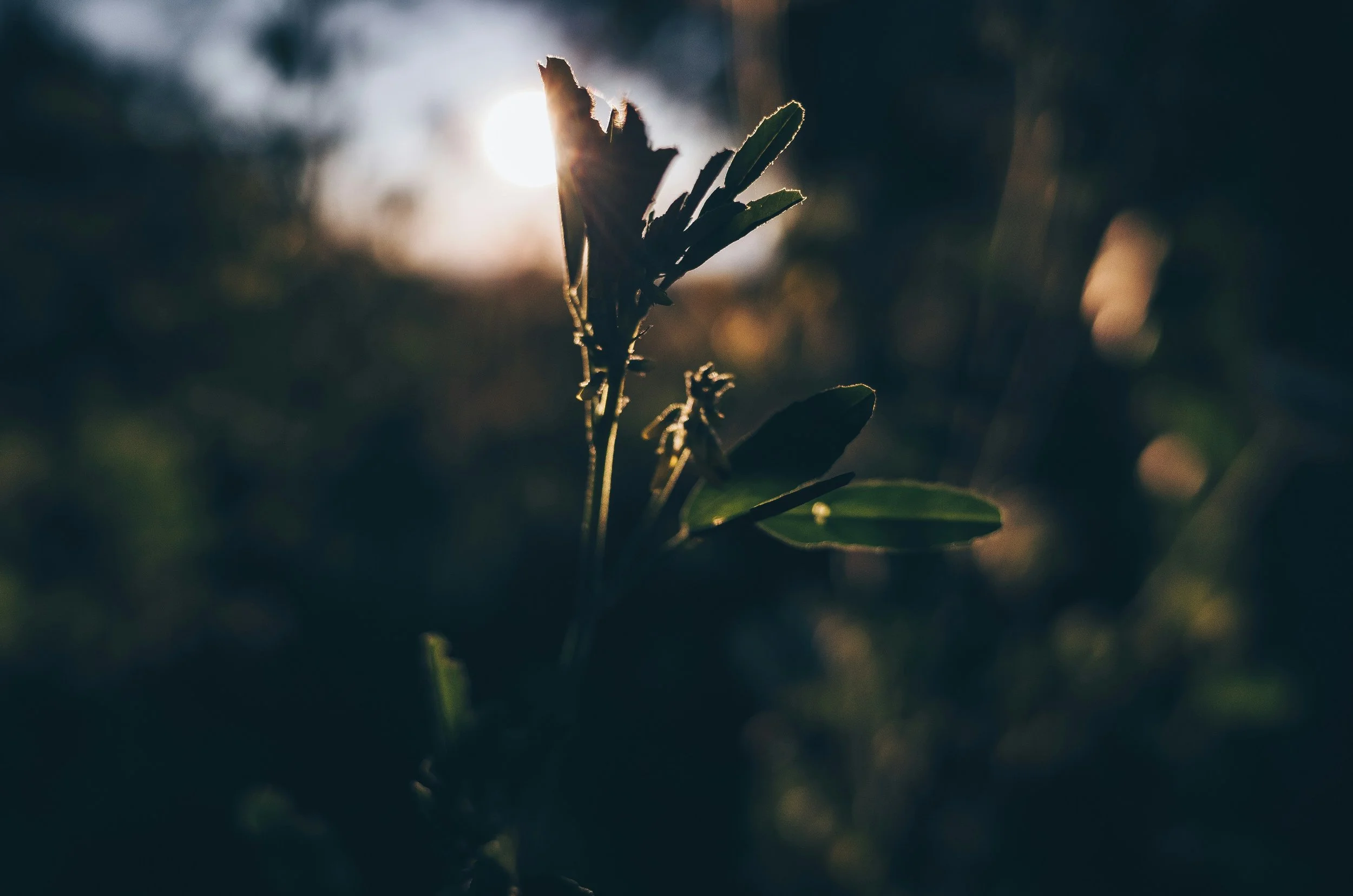 Trees_Unsplash.jpg