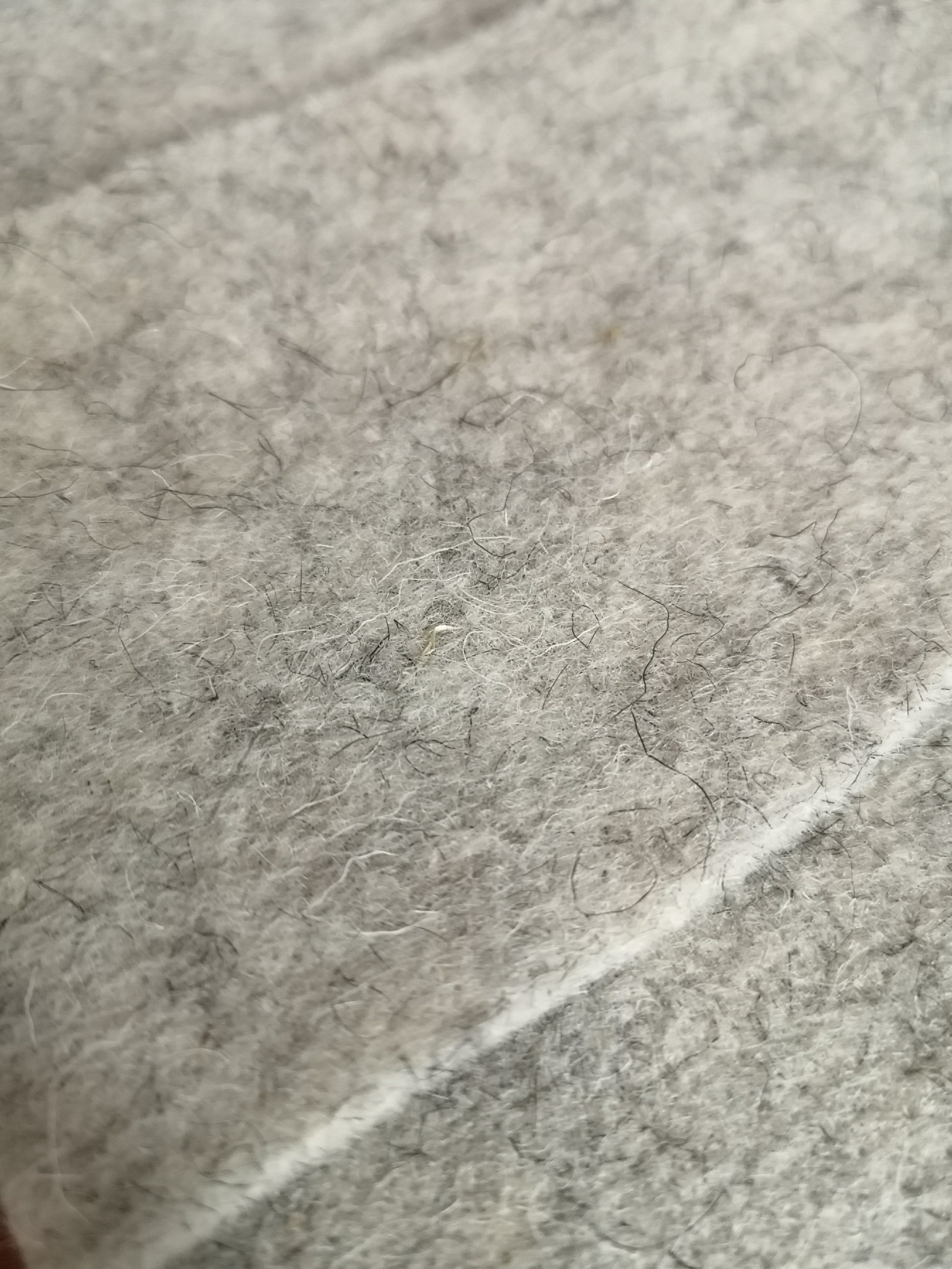 WoolGrown Felt 6' wide x 1.5'