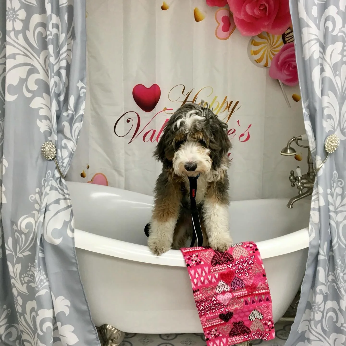 #spaday❤️ #dogspa #doggroominglife🐾✂️ #daysitting #naturalandorganicproducts