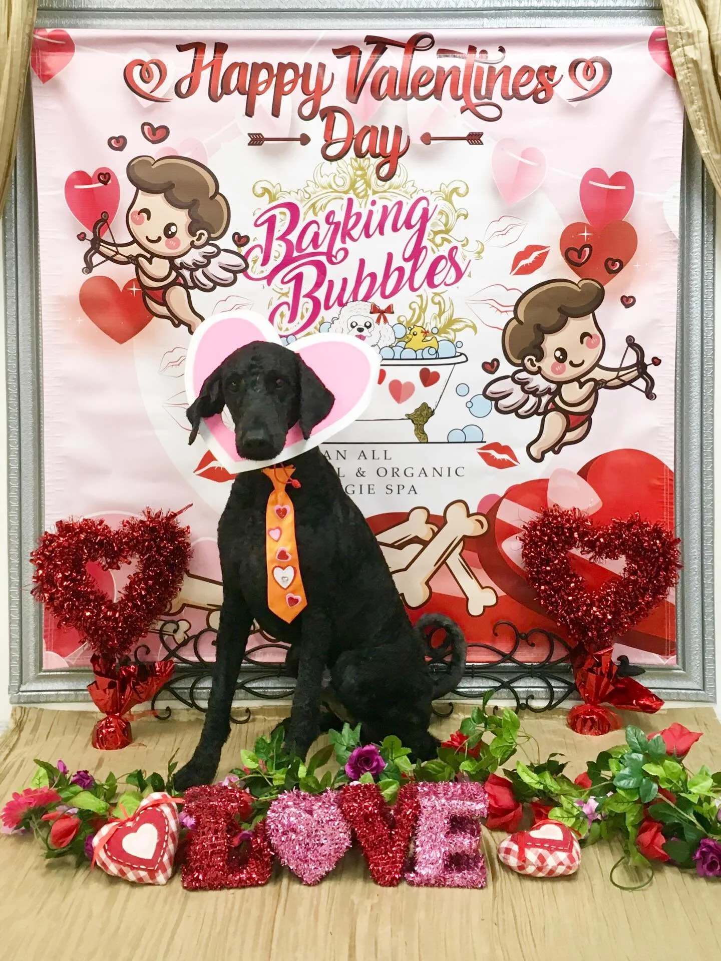 ##doodlegrooming #doggroominglife🐾✂️ #naturalandorganicproducts #dogspa