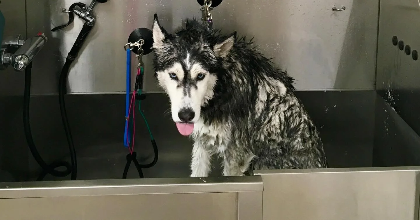 #dogspa #doggrooming #naturalandorganicproducts #dogboutique #valentineready❤️