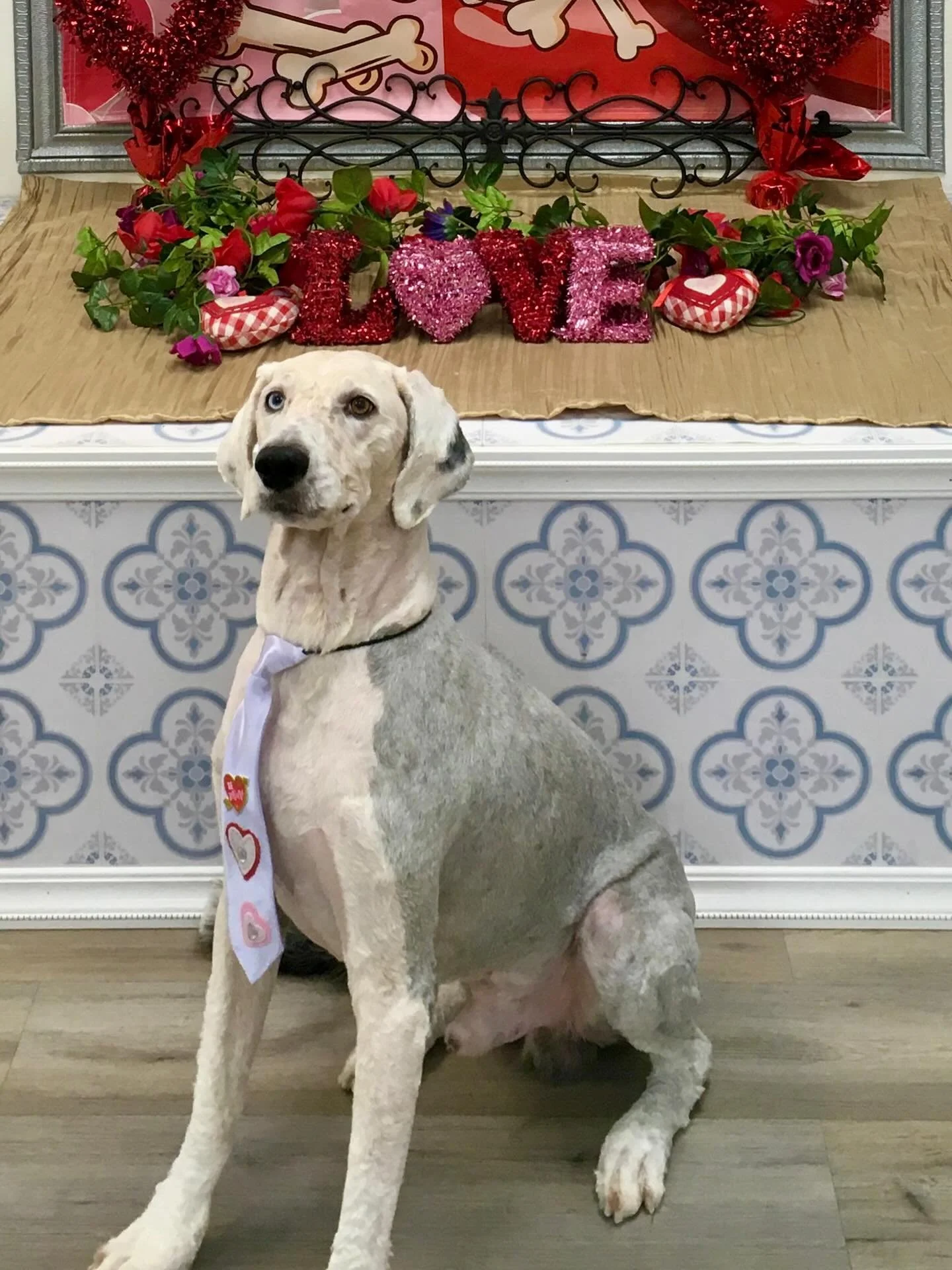 #dogspa #doggrooming #naturalandorganicproducts #valentineready❤️❤️ #sheapadoodle