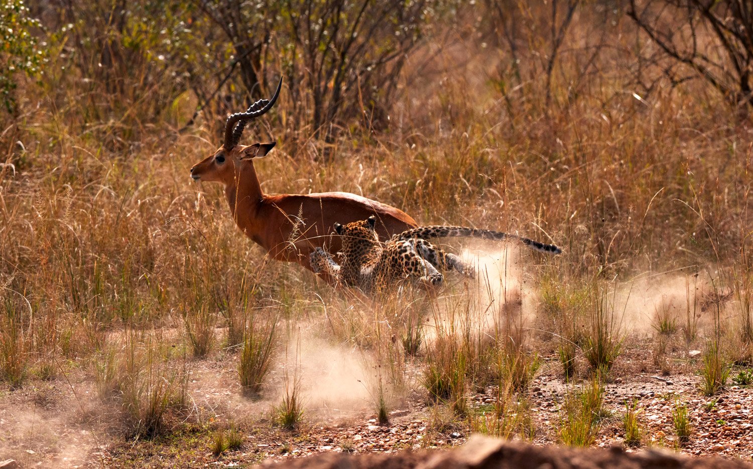 Leopard vs Impala Hunting Scene Print
