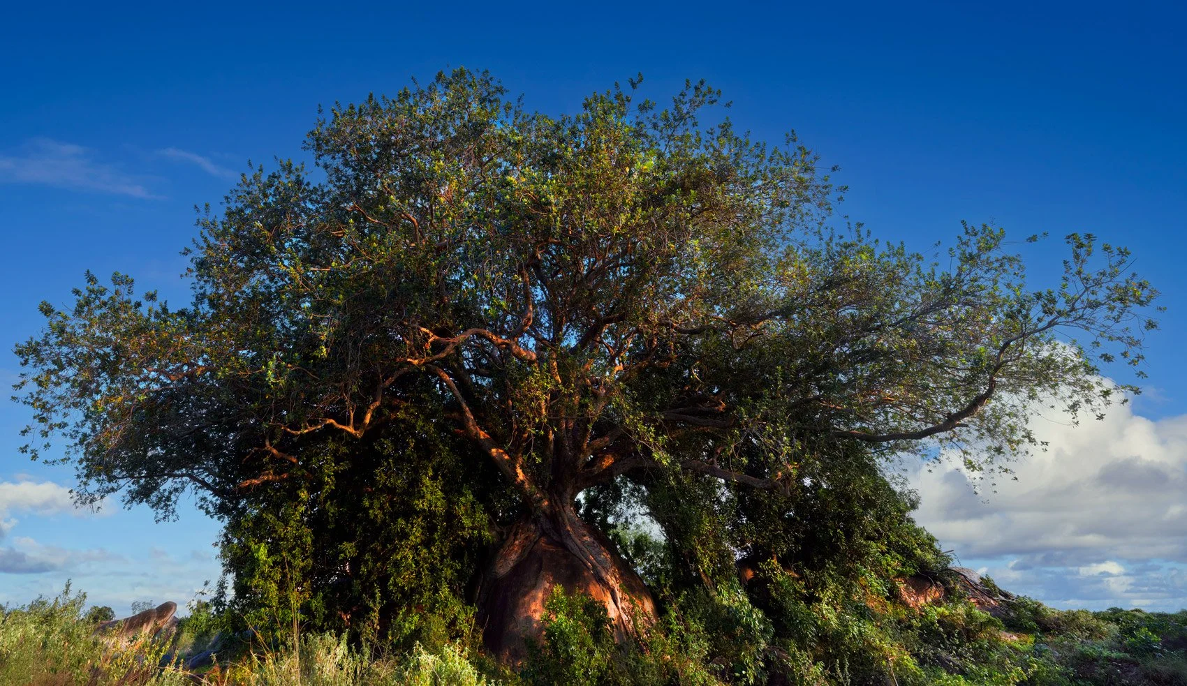 Serengeti Acacia Tree Canvas Print