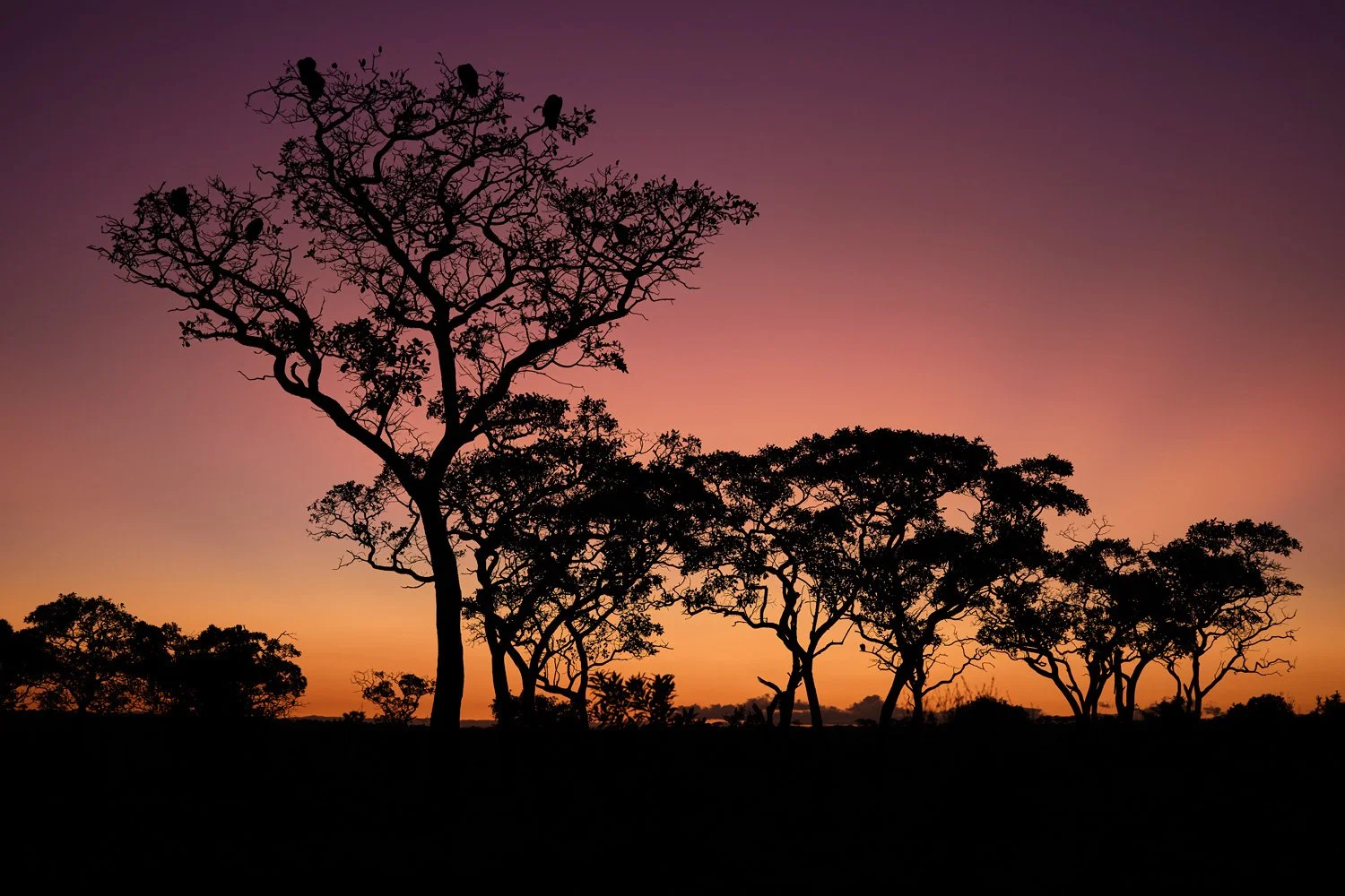 Serengeti Sunrise Serenade: Baobab Silhouettes