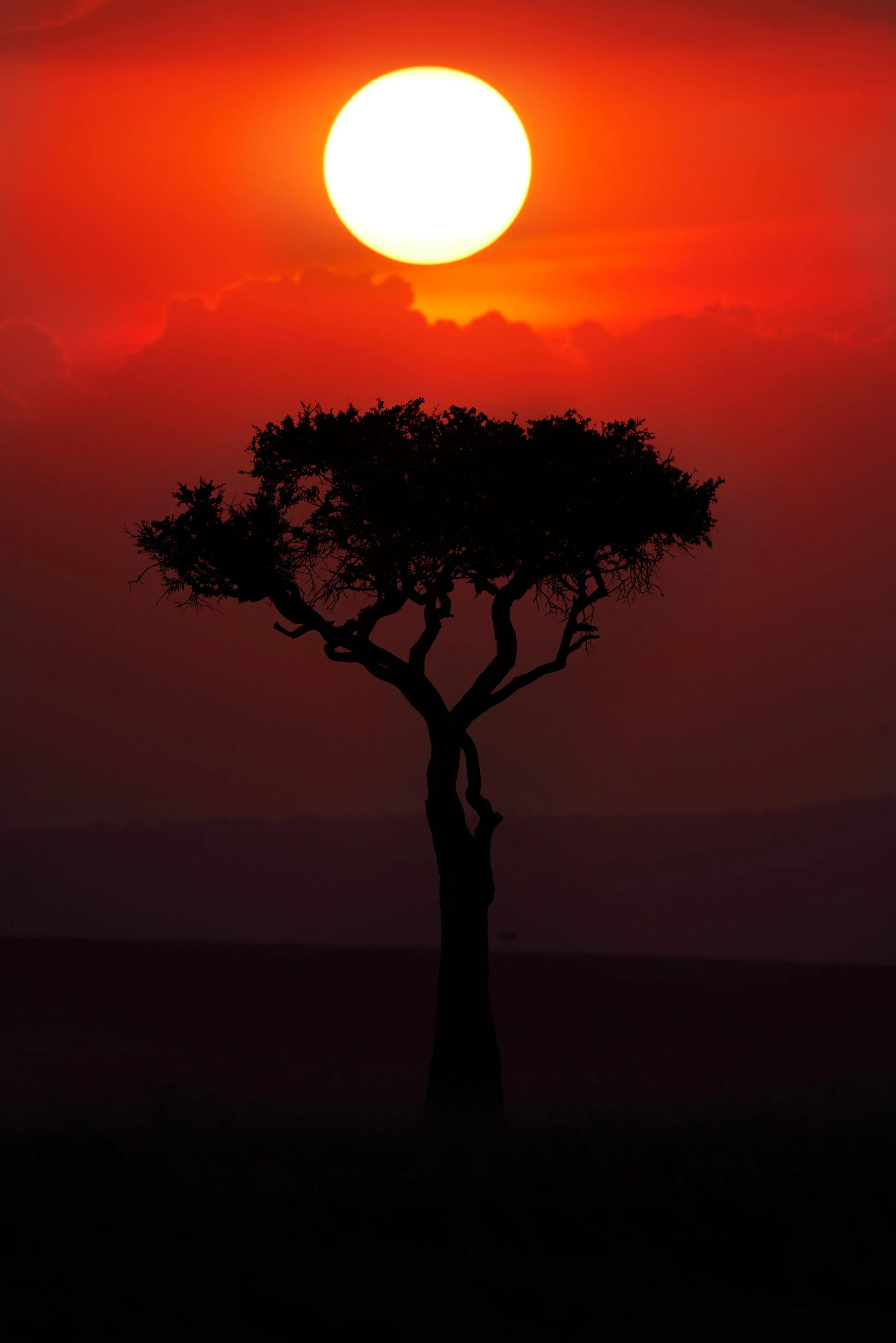 Masai Mara Sunset Baobab Canvas Print