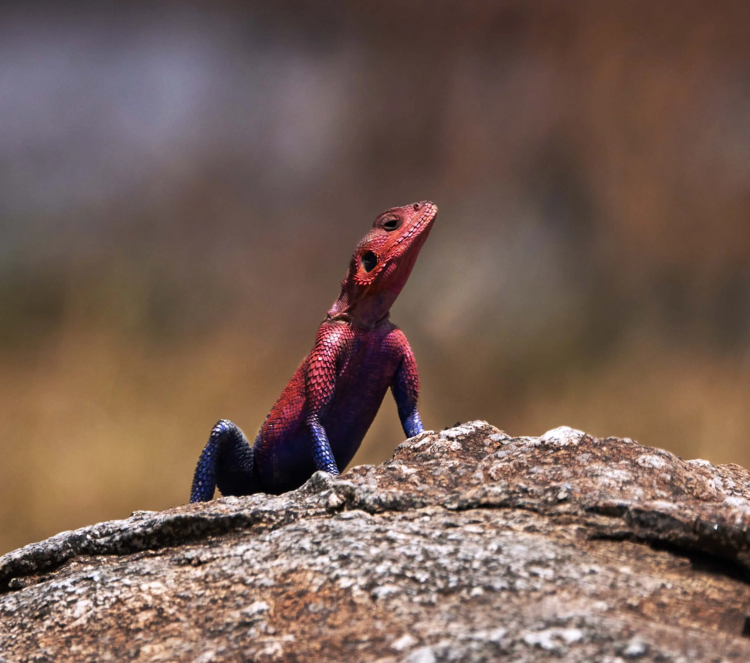 Spiderman Reptile - Serengeti Star