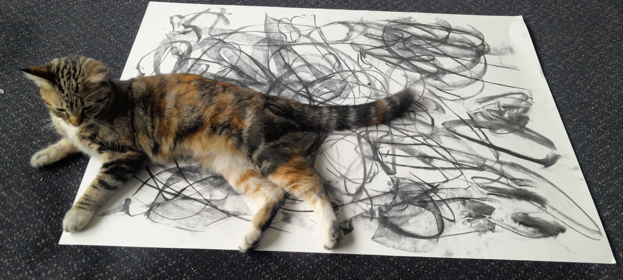 WhatsApp Image 2026-01-24 at 2.34.36 PM.jpeg