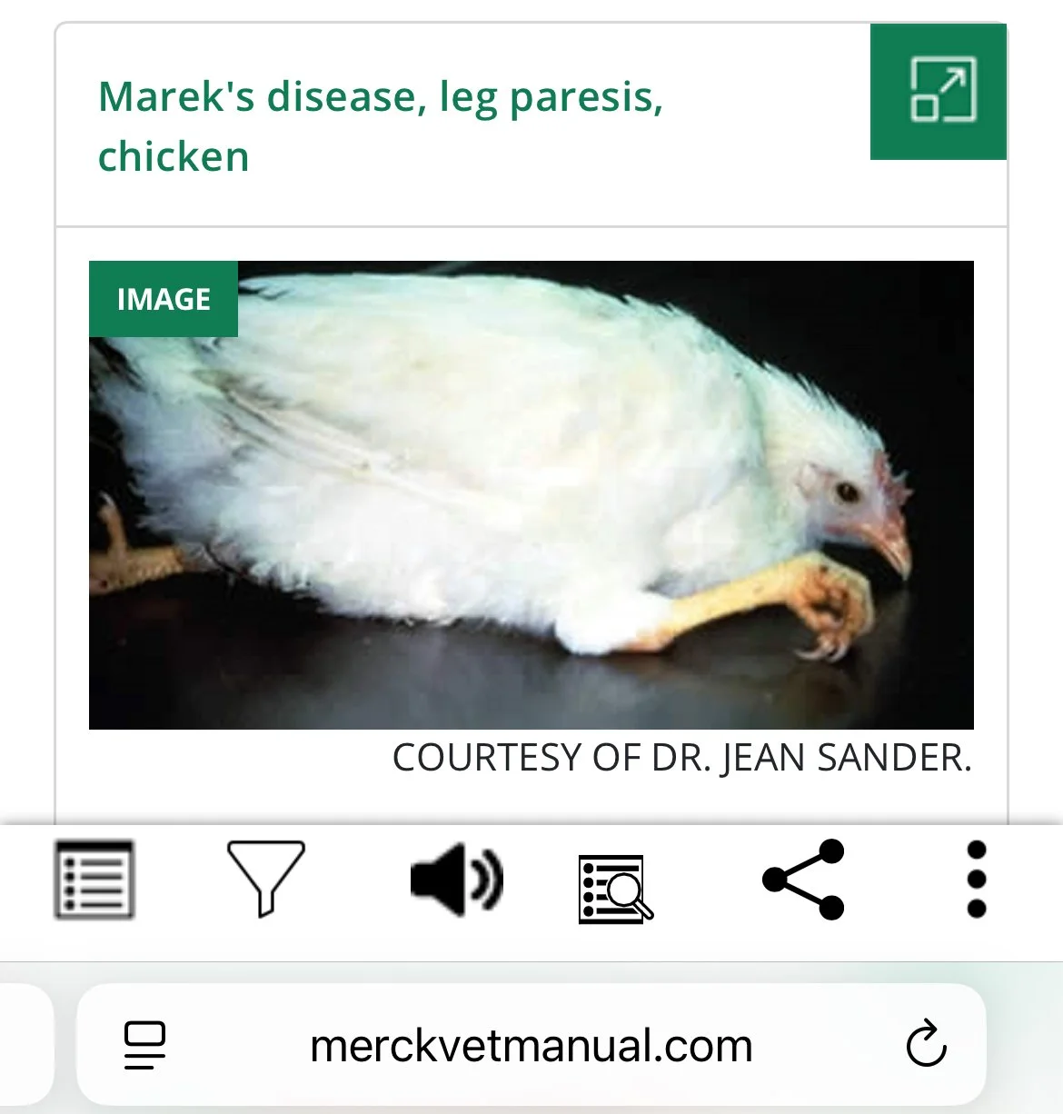 What is Marek’s  with Dr. Morishita