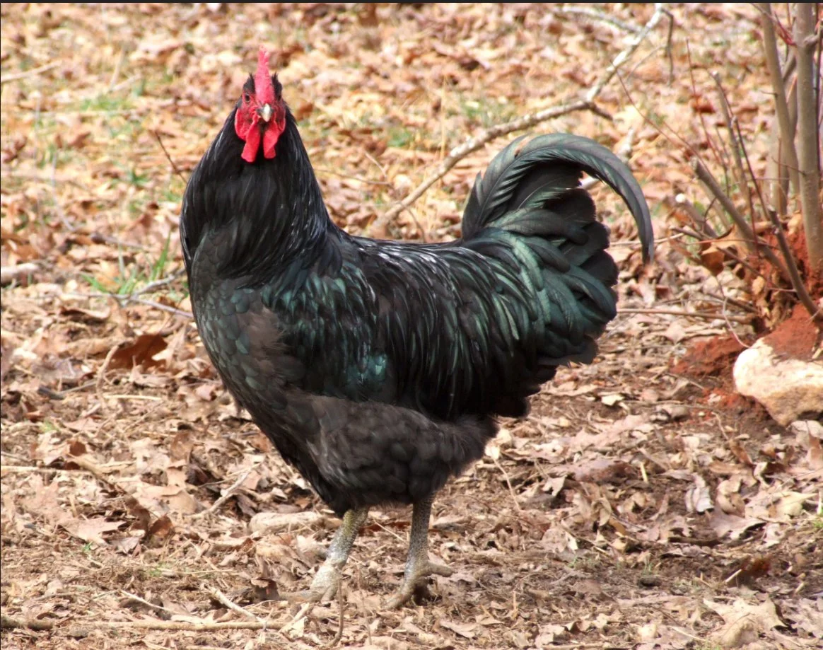 What is the black java chicken?