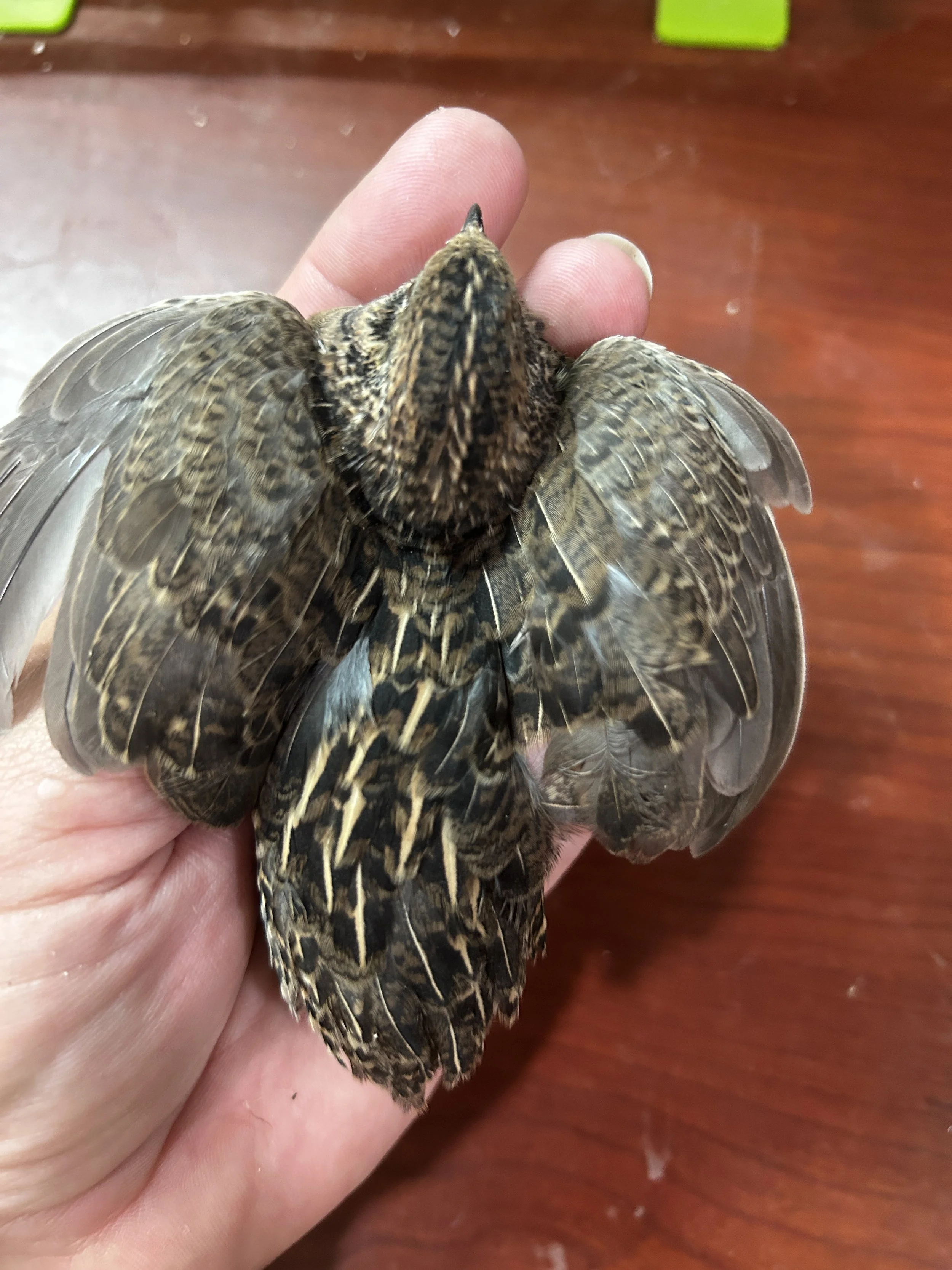 How to raise button quail