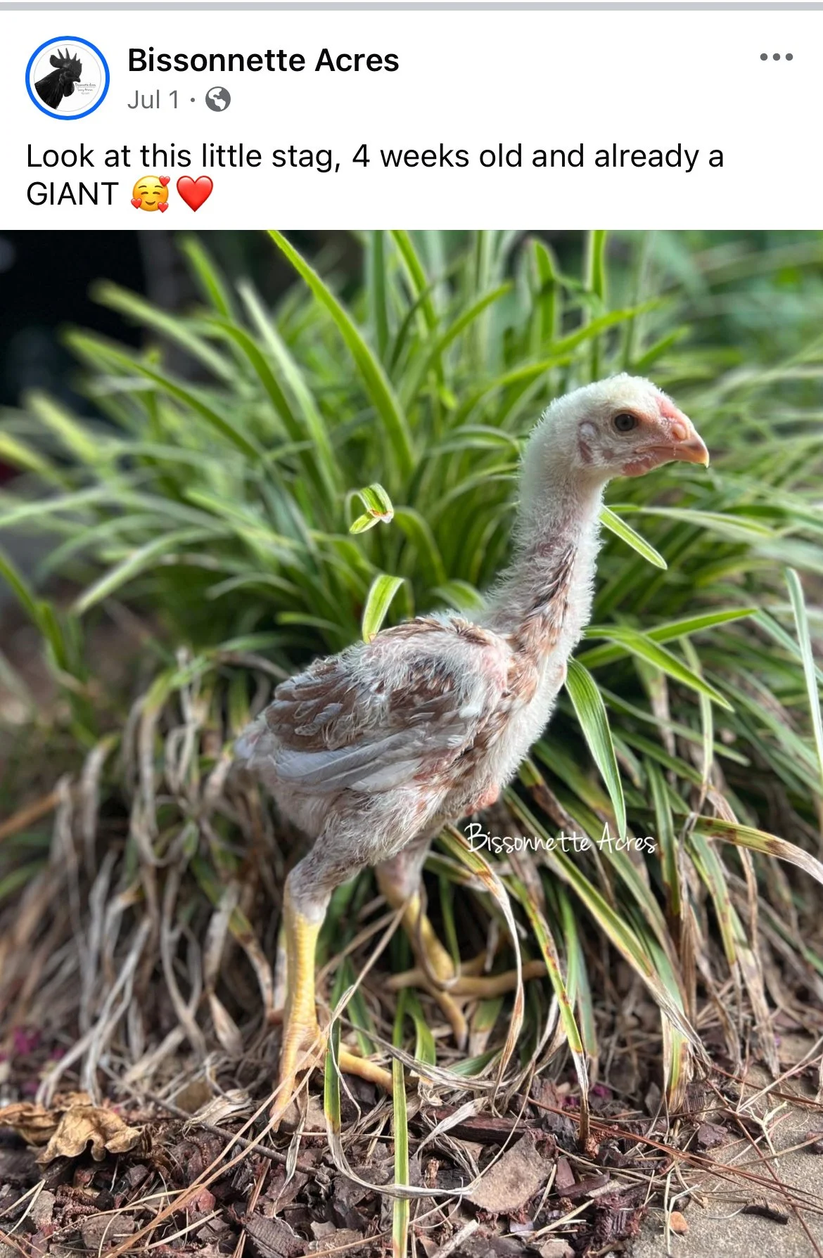 Indio Gigante Chicken