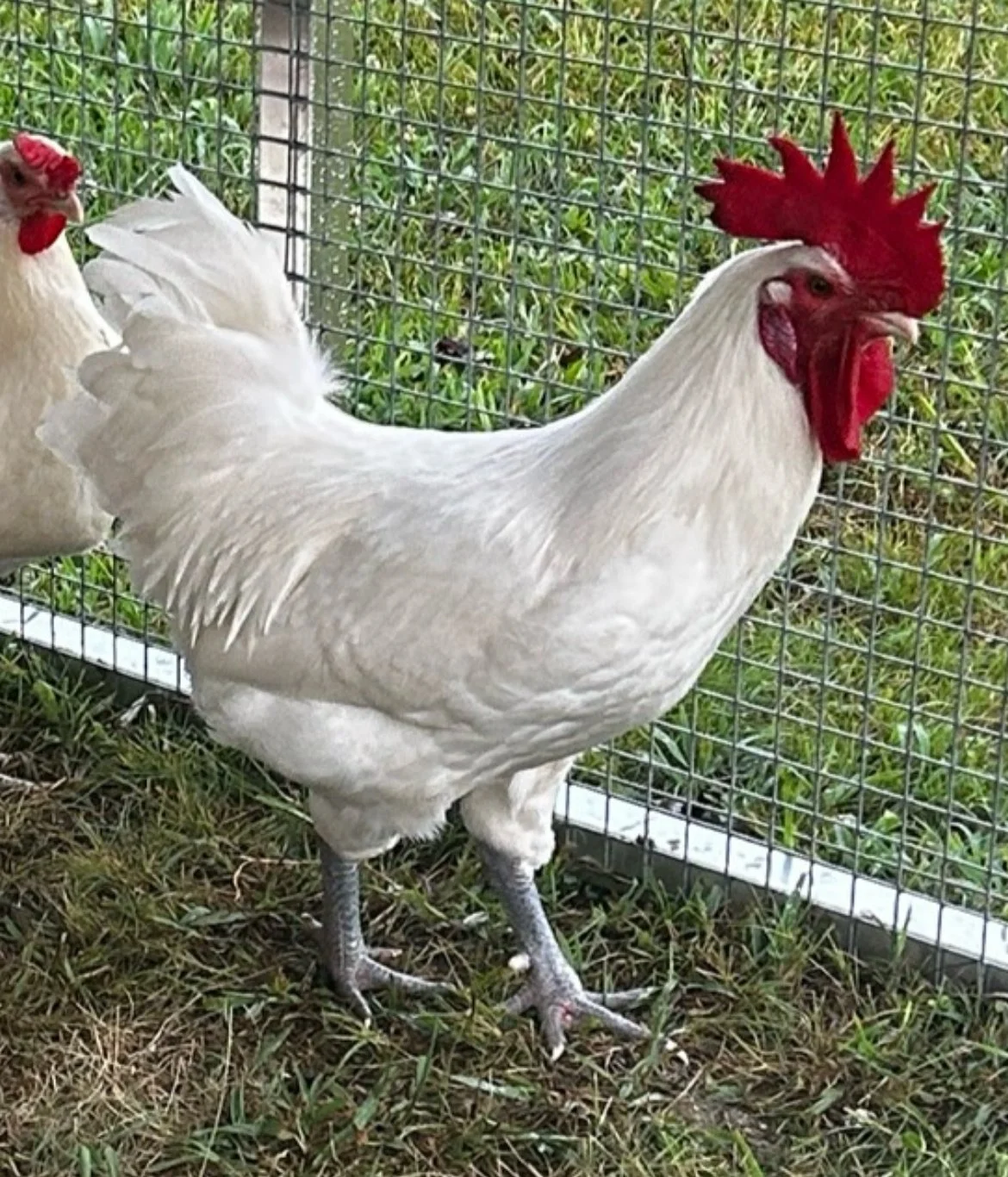 Accessing your Chickens for Health