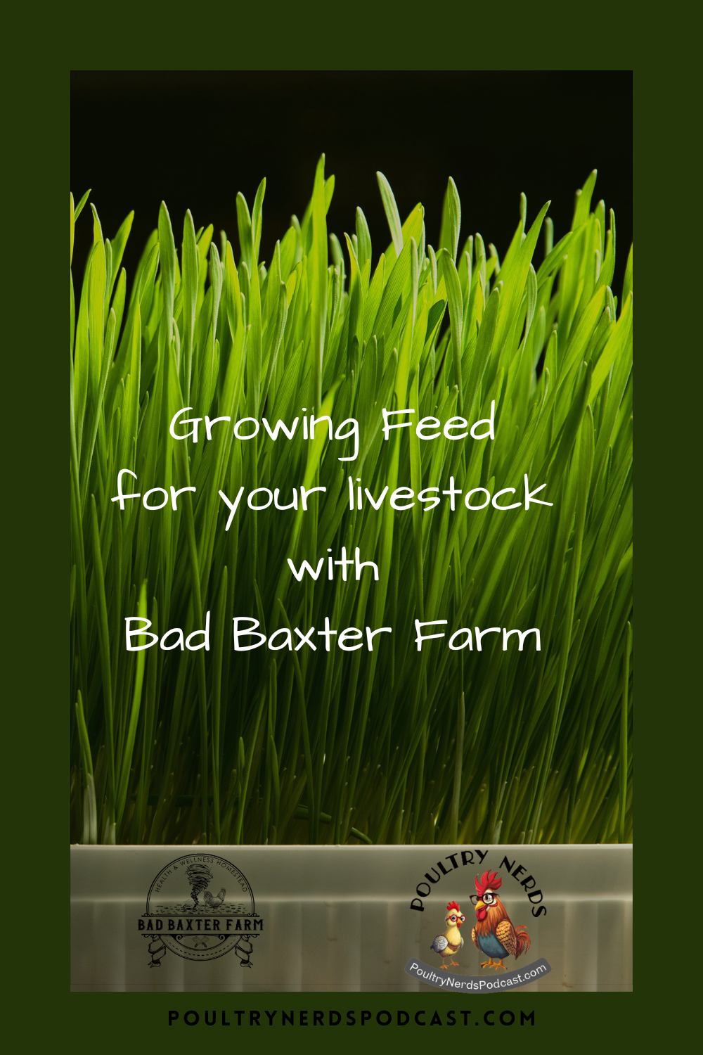 Growing Fodder and Duckweed for Livestock
