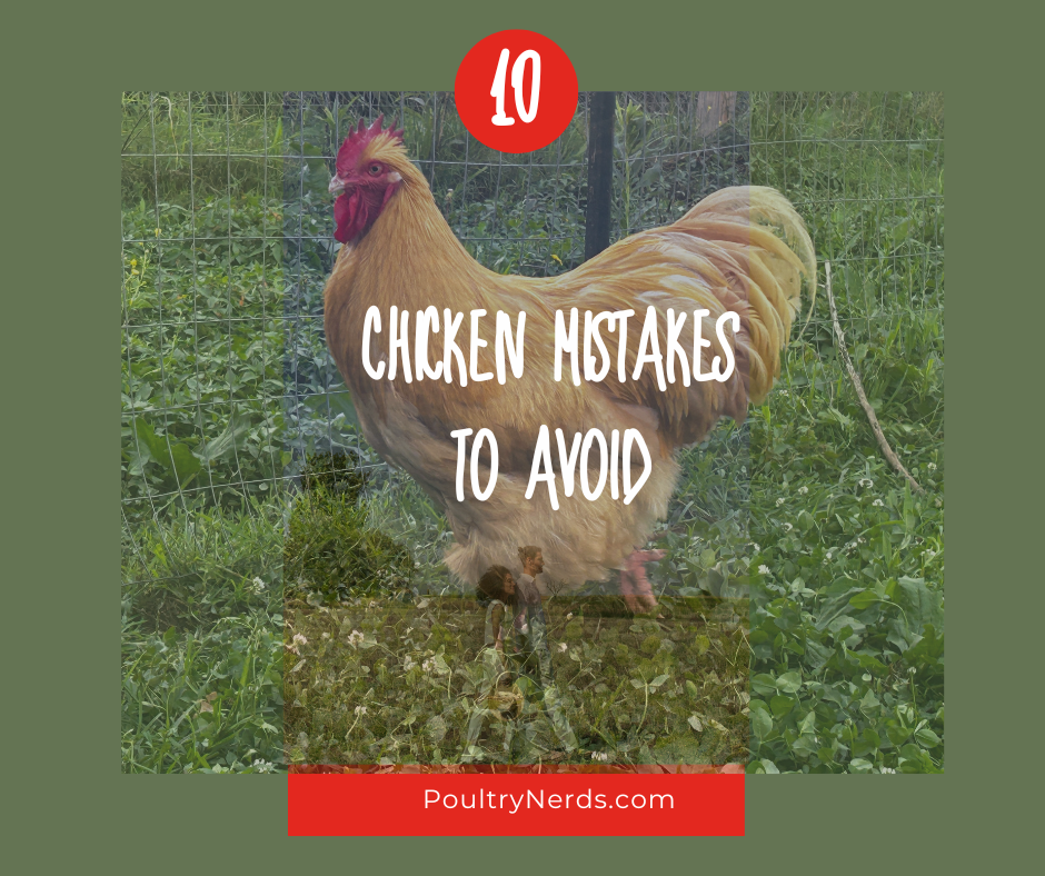 The 10 Biggest Mistakes New Chicken Owners Make (and How to Avoid Them)