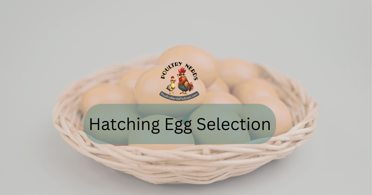 Not All Eggs Are Created Equal: Egg Selection for Hatching