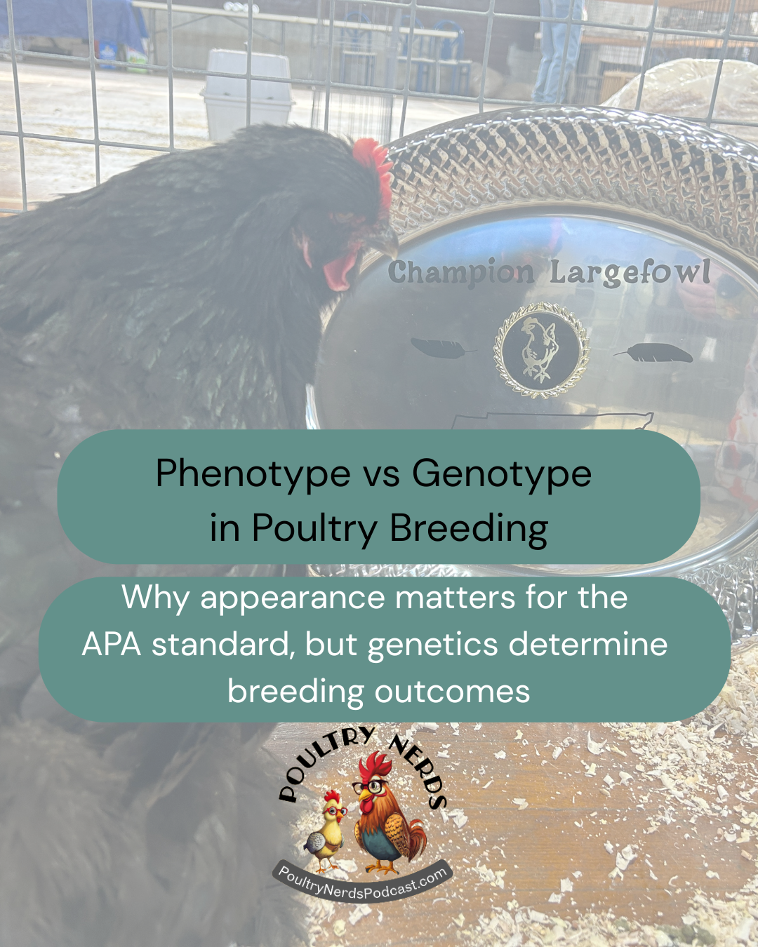 Phenotype vs Genetics in Poultry Breeding