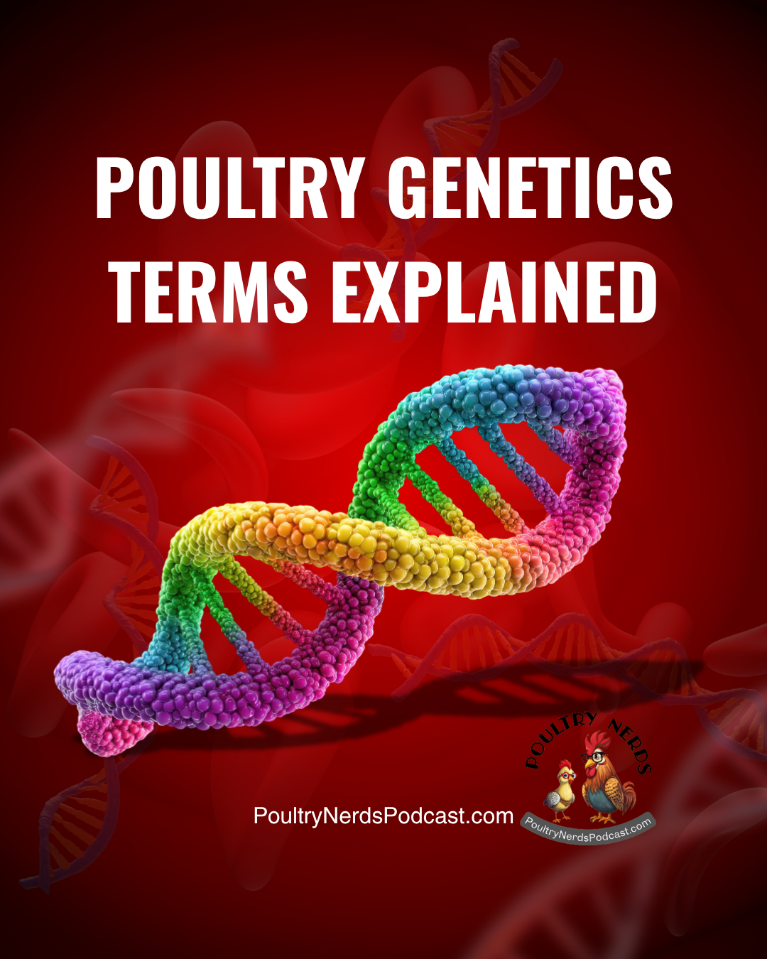 Poultry Genetics Explained (Without the Confusion)