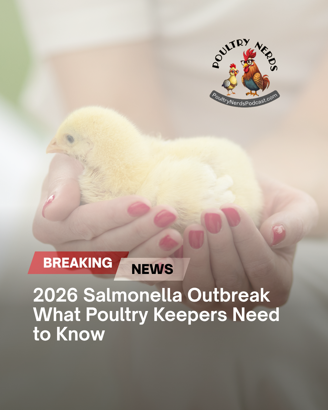 Salmonella Saintpaul Linked to Backyard Poultry: What Poultry Keepers Need to Know in 2026