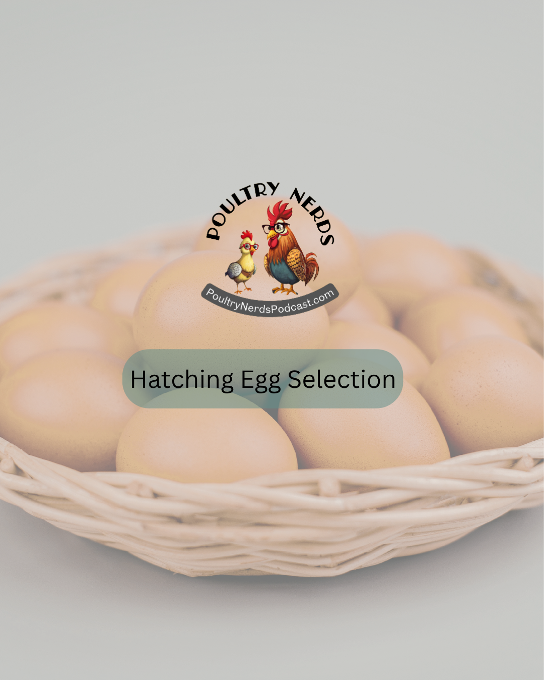 Not All Eggs Are Created Equal: Egg Selection for Hatching