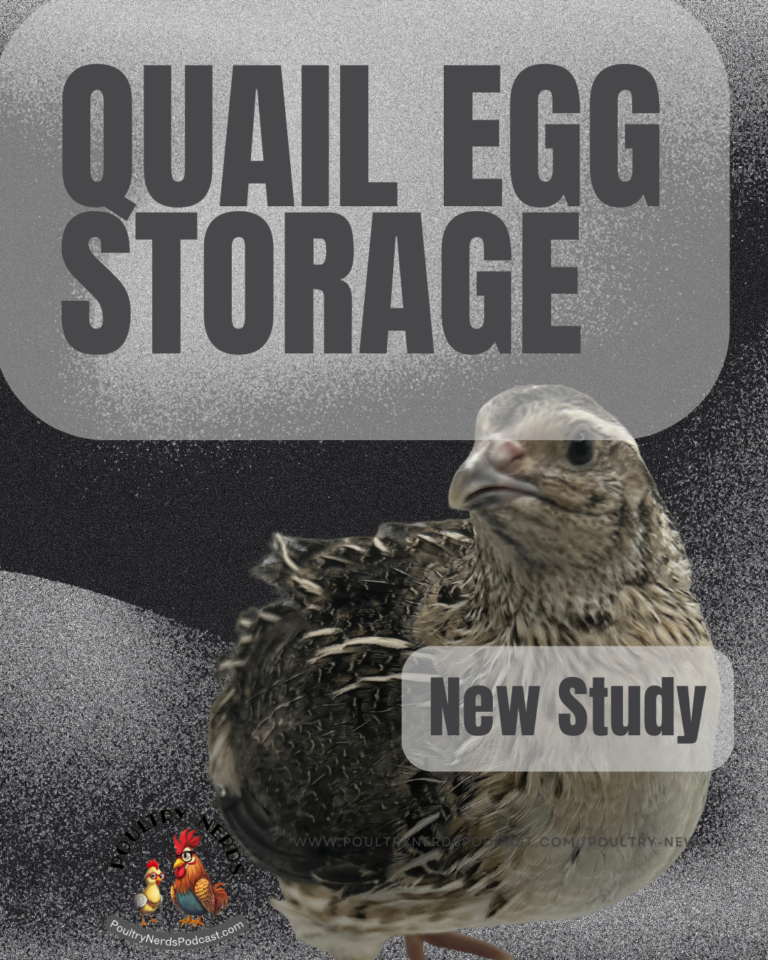 New Quail Research Confirms Longer Egg Storage Reduces Hatchability