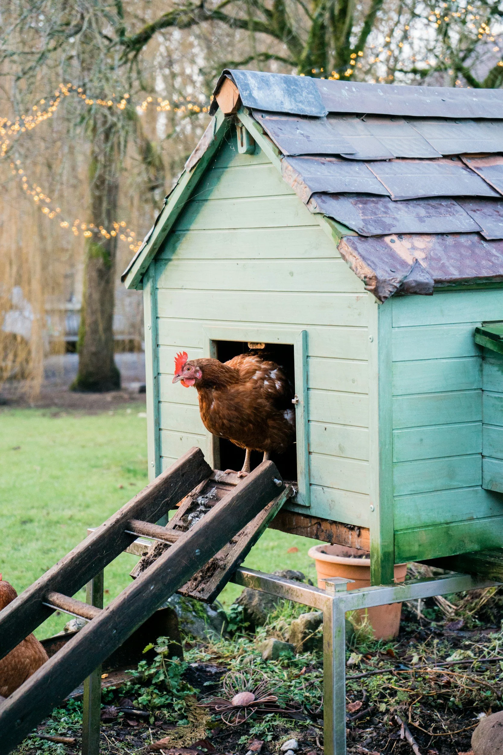 Outdoor Chicken Runs: Welfare, Parasites, and Biosecurity Tradeoffs